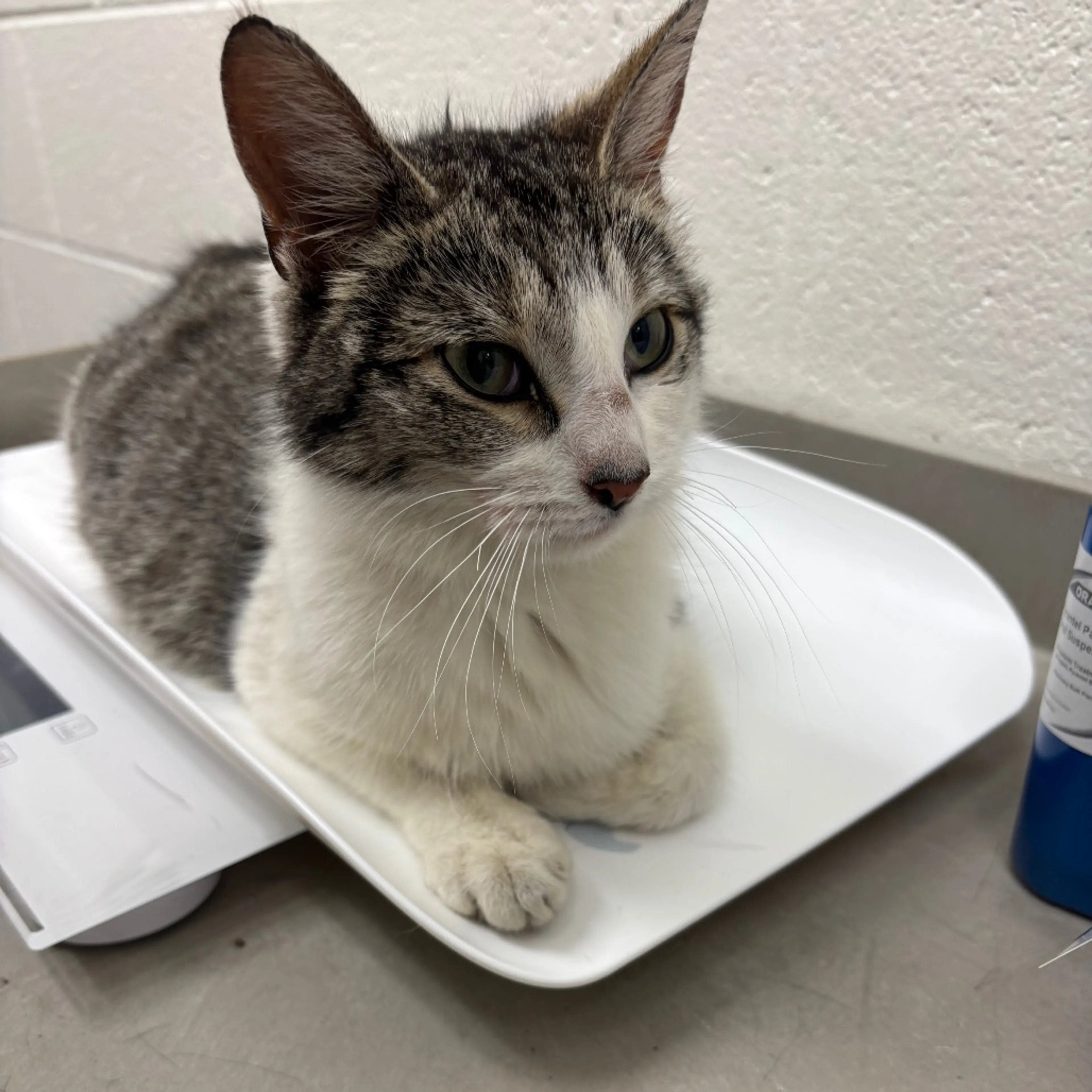 Found pet
