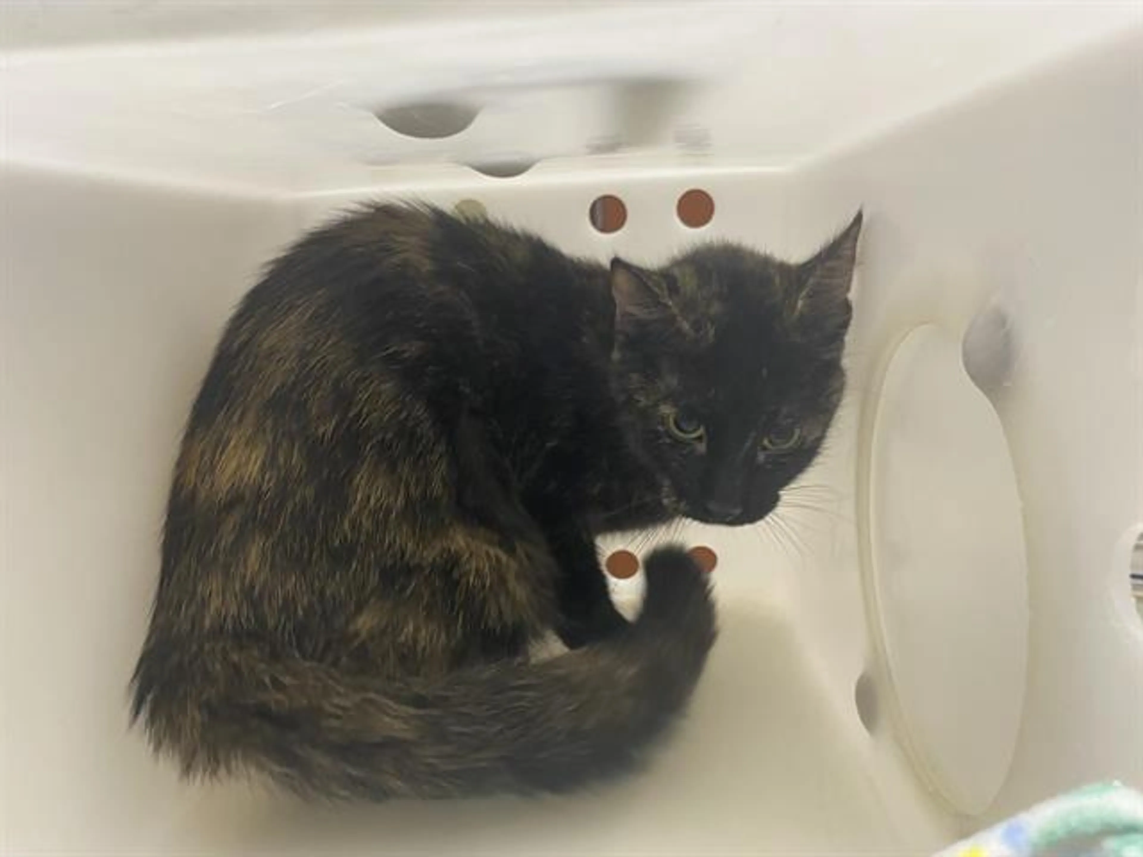 Found pet