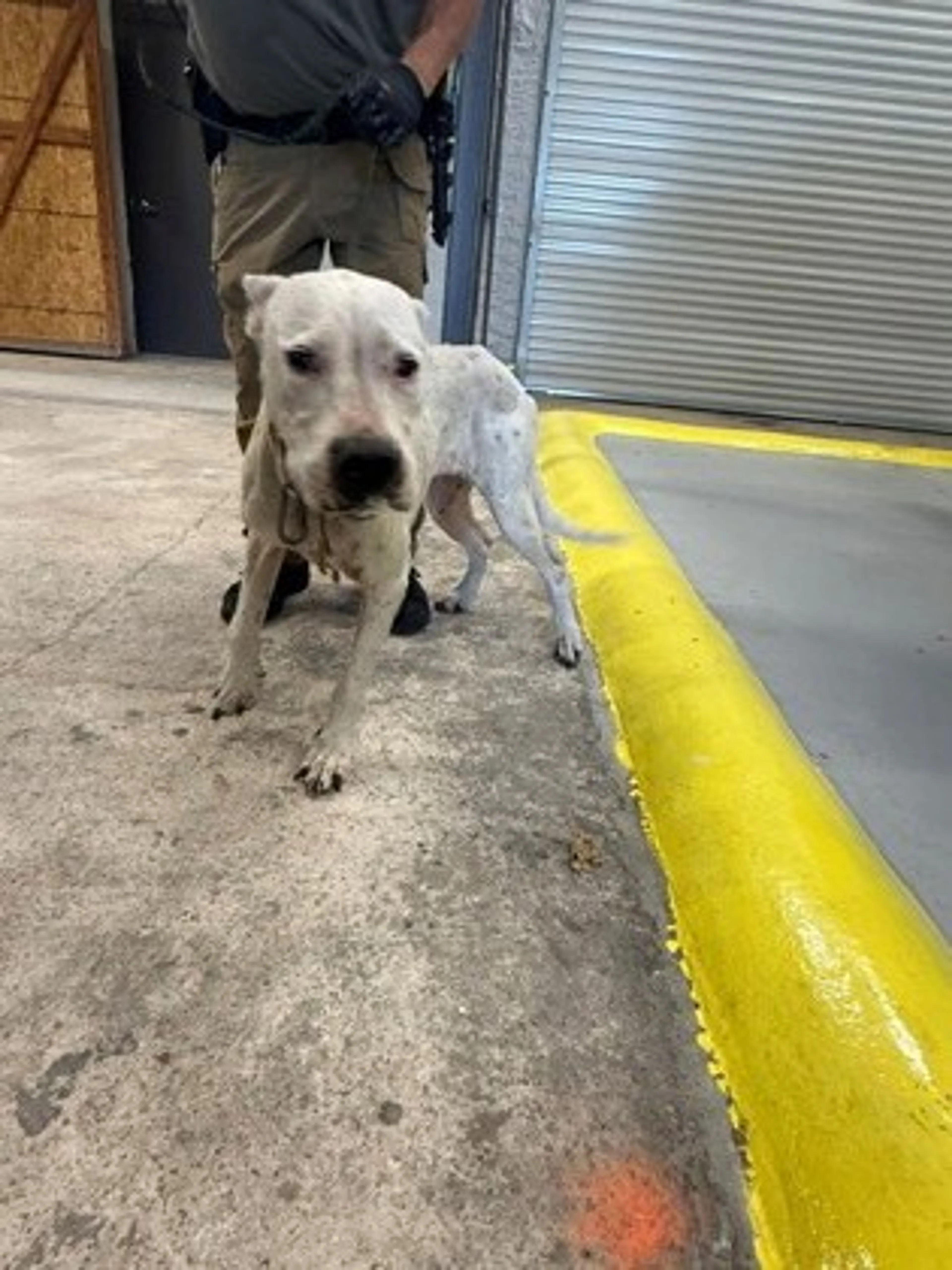 Found pet