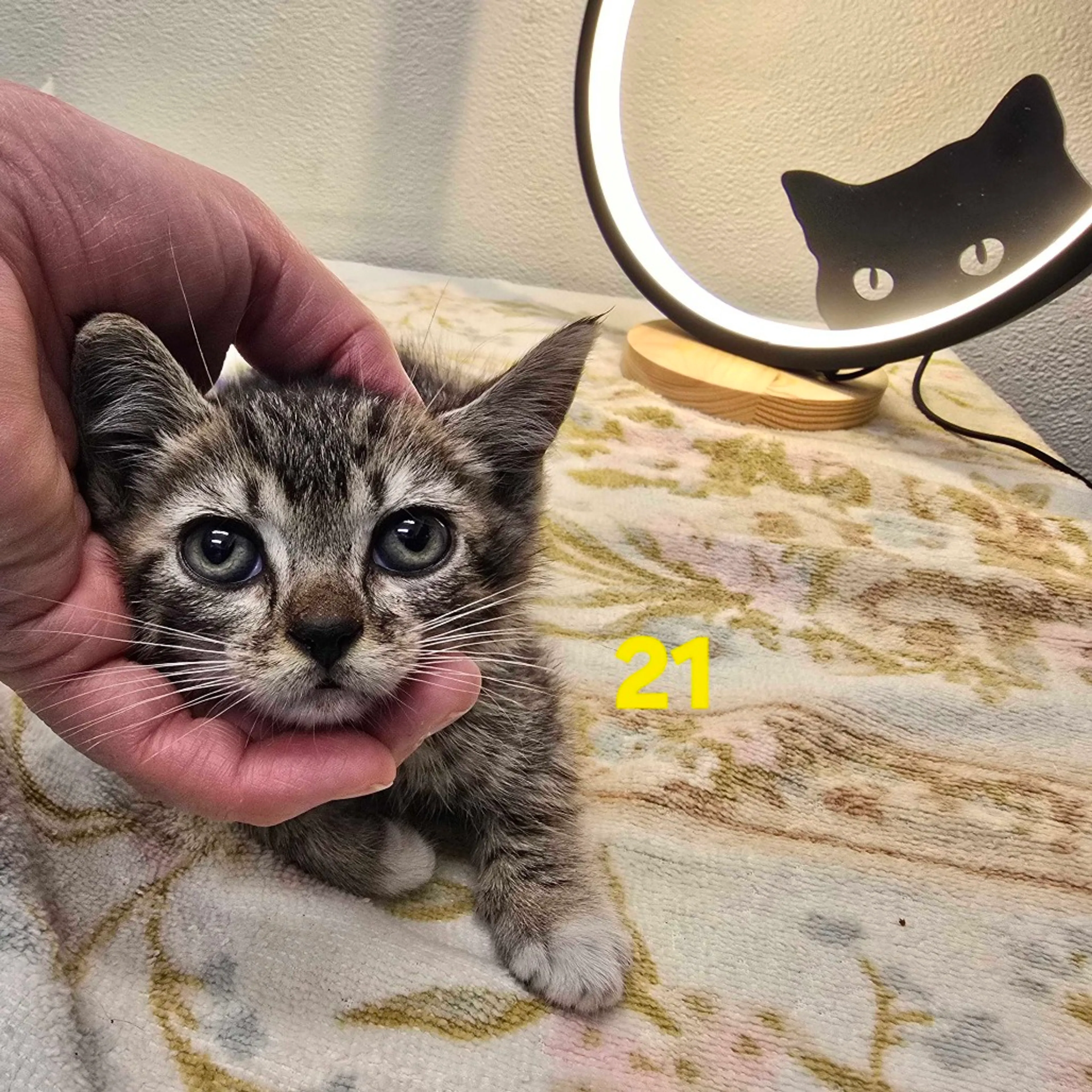 Found pet