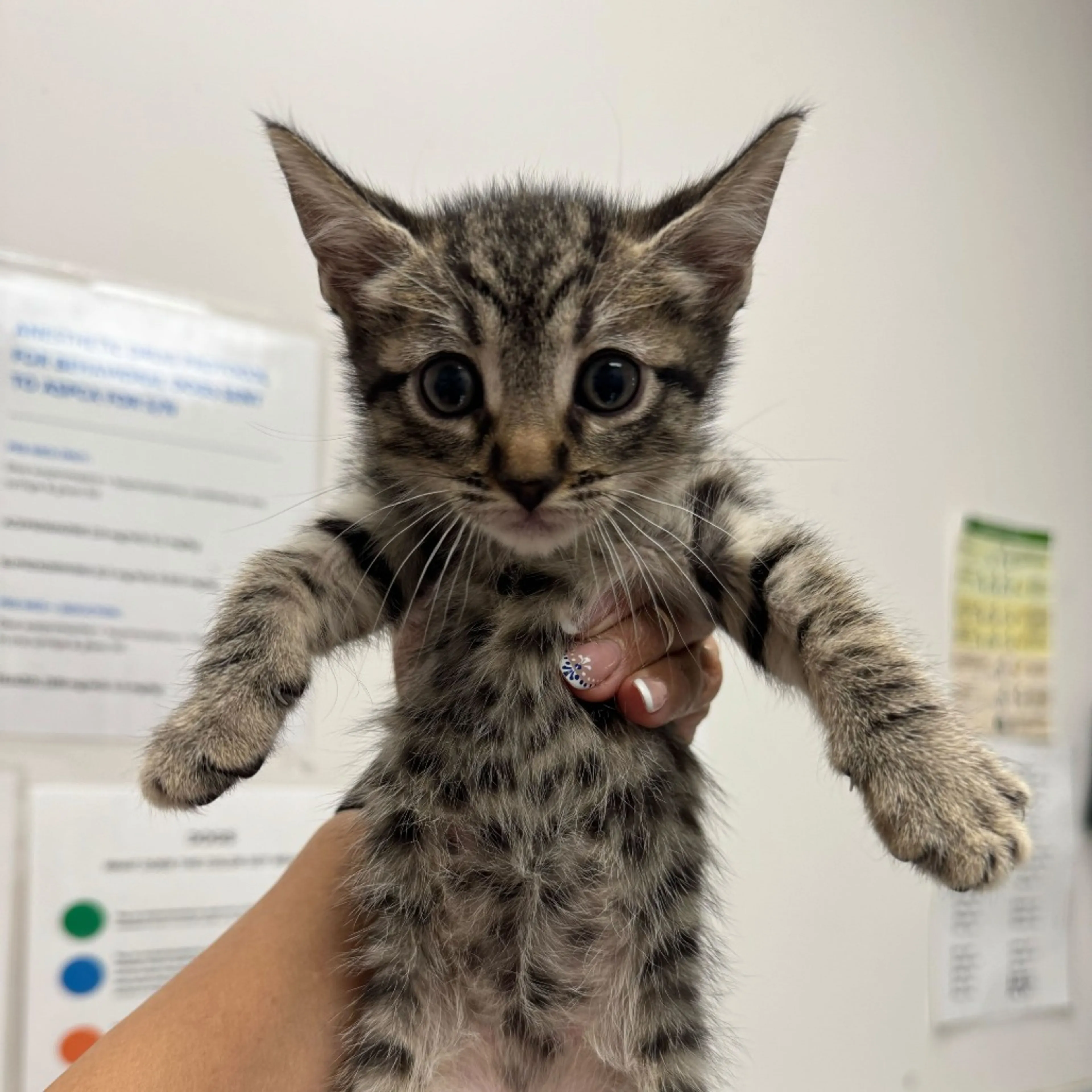 Found pet-1