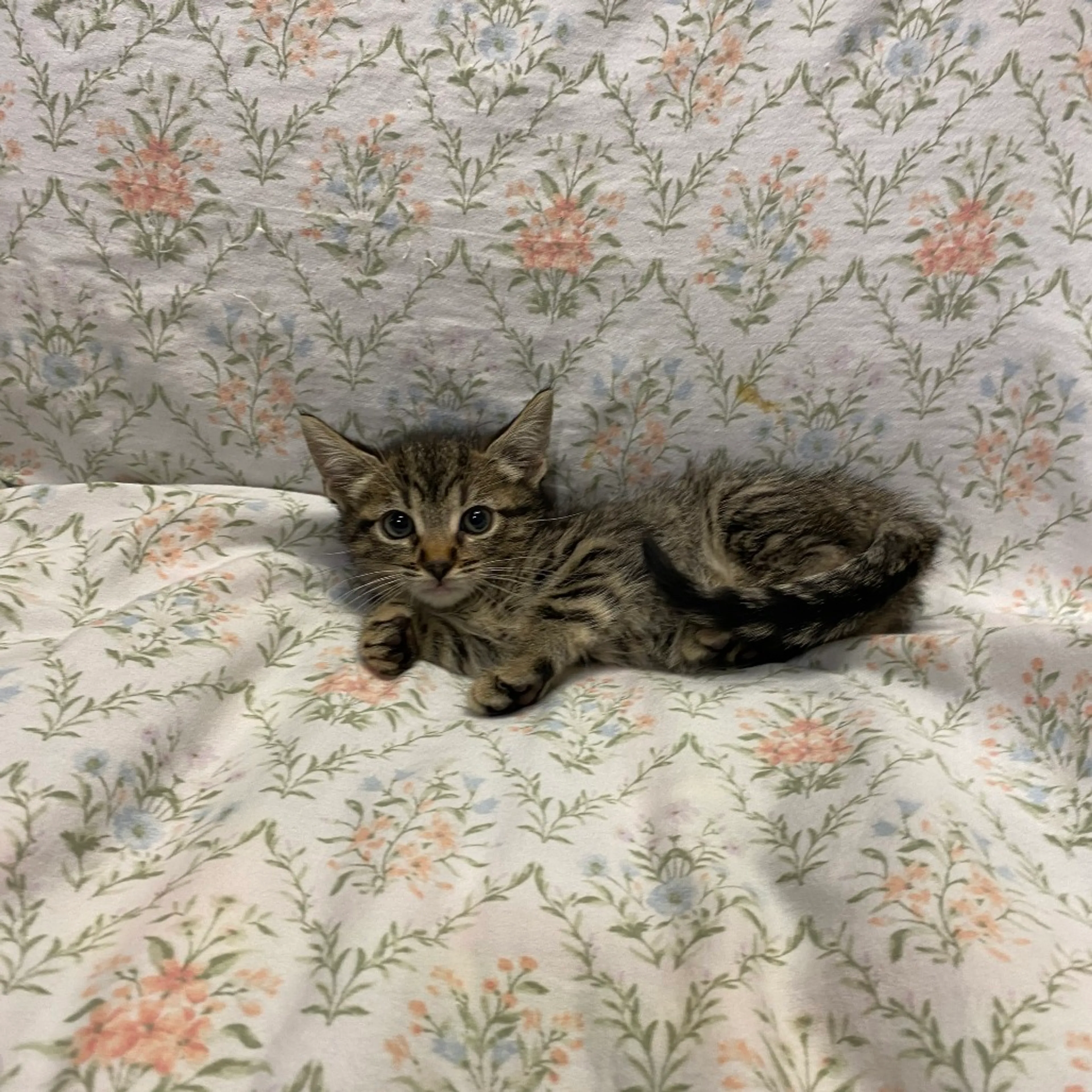 Found pet-7