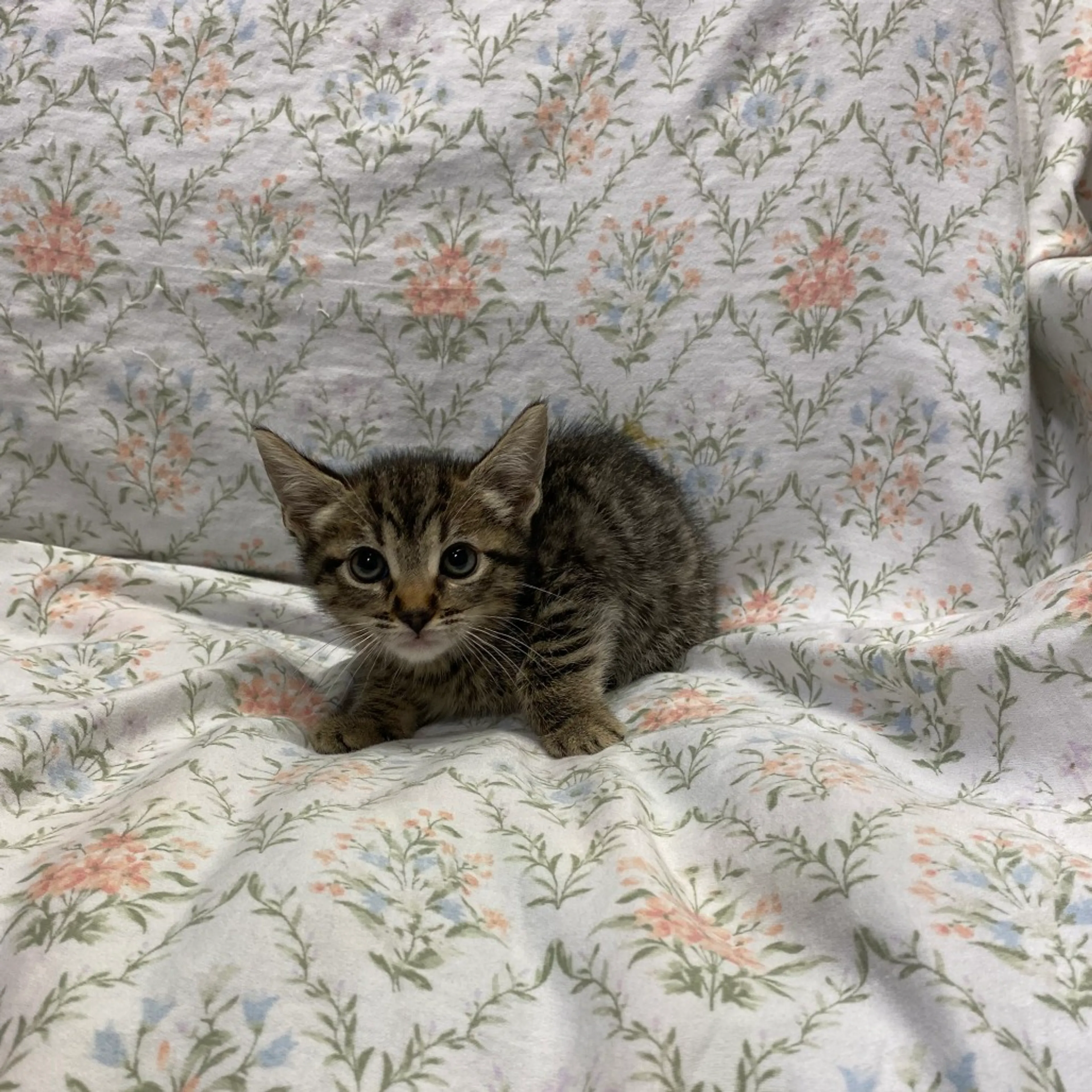Found pet-6