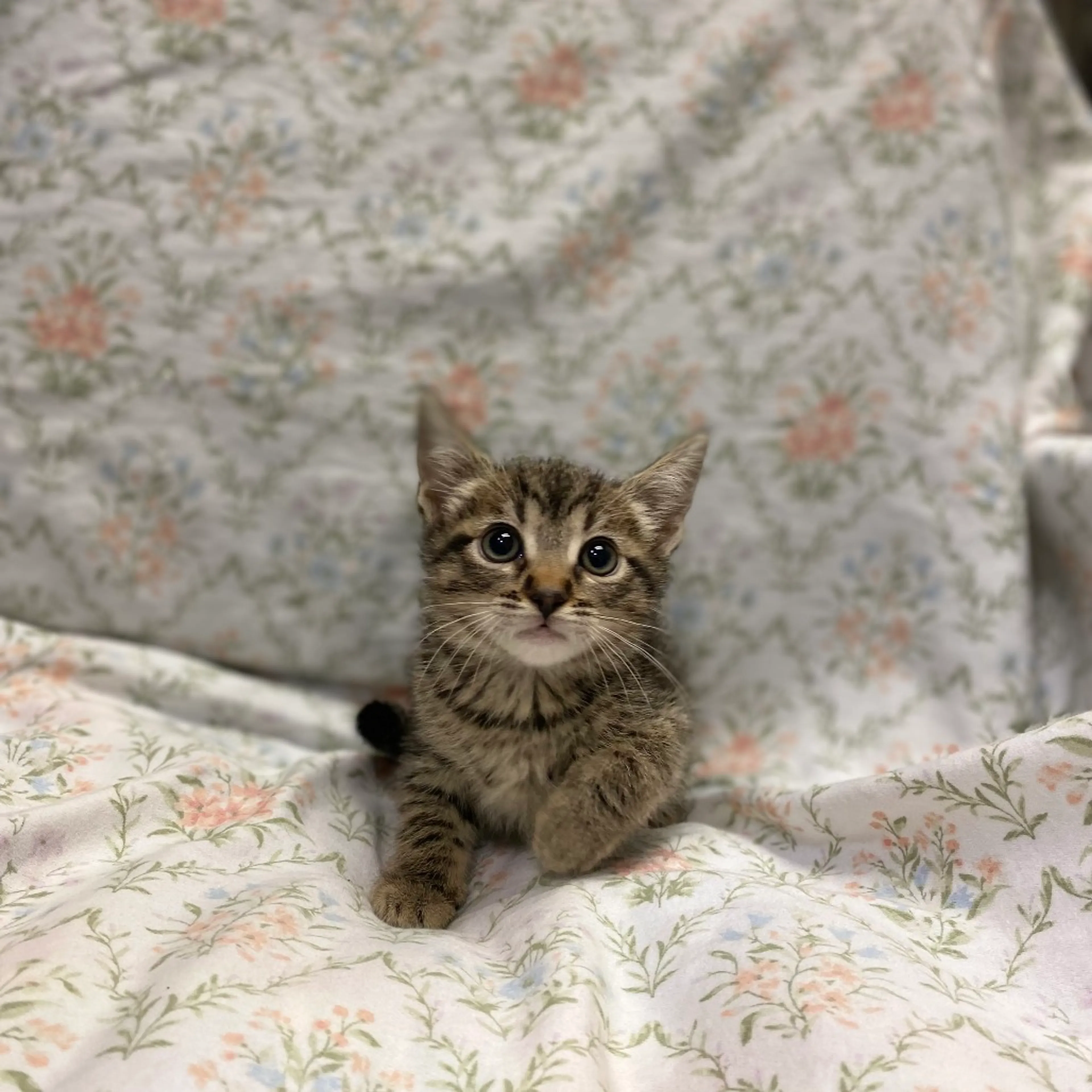 Found pet-0