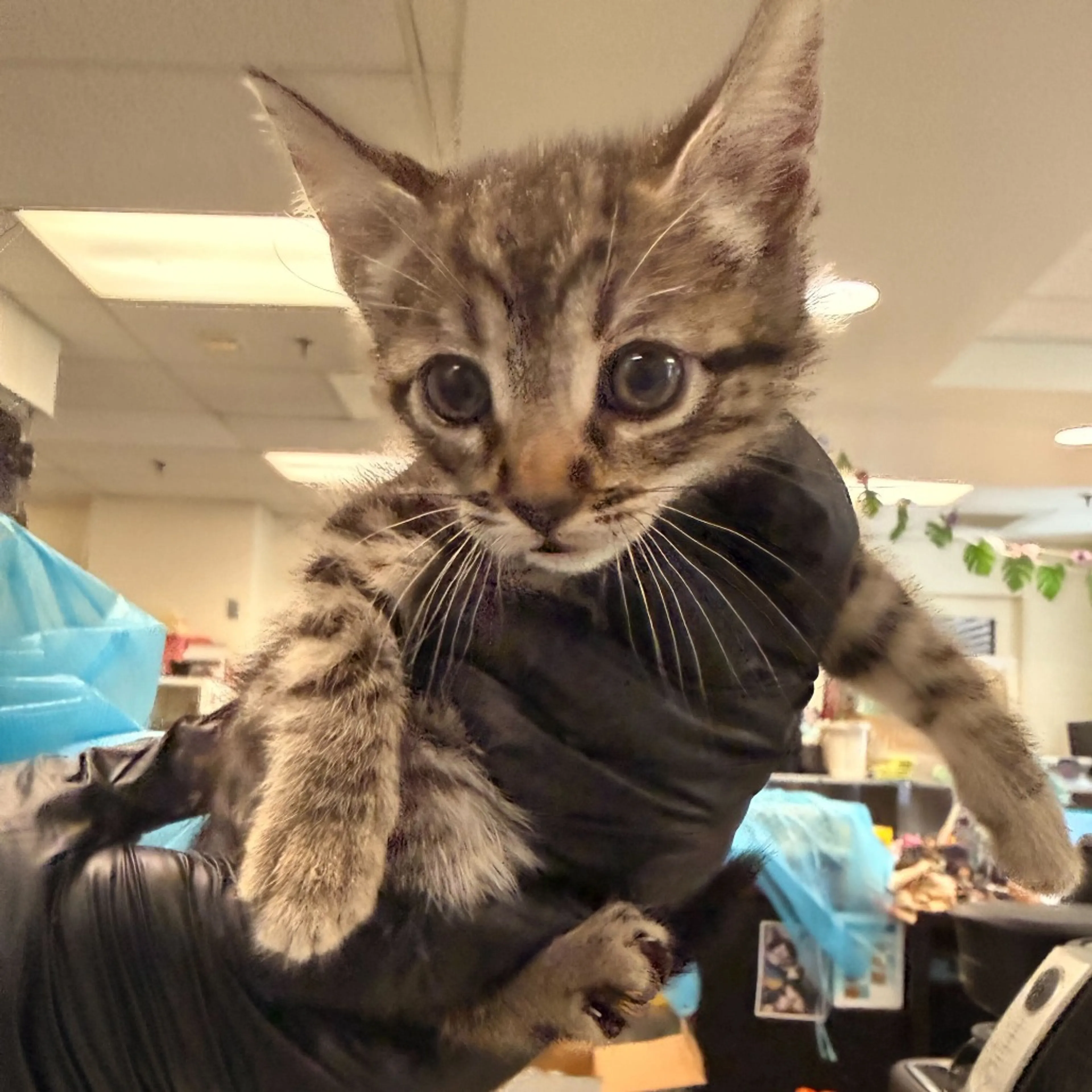 Found pet-2