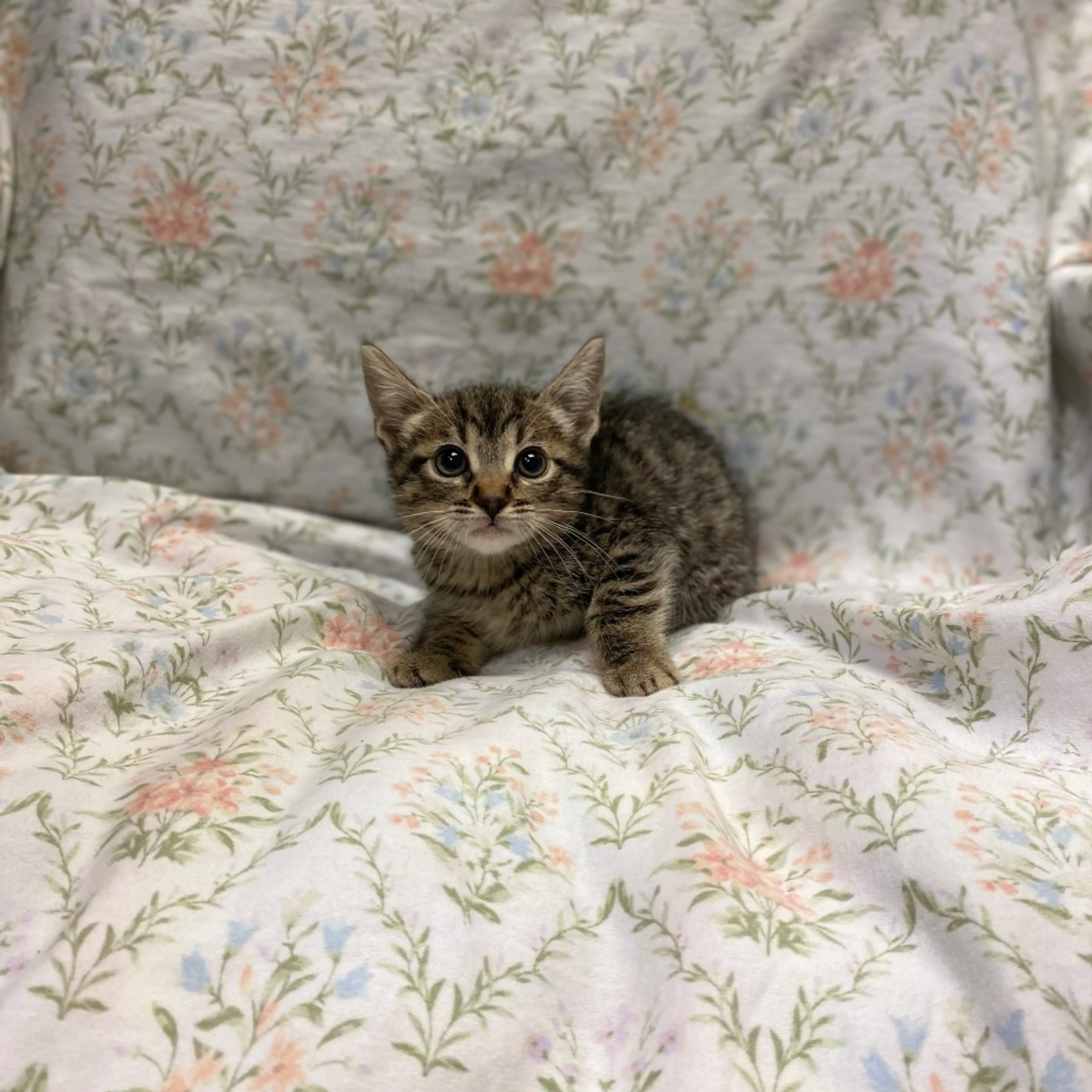 Found pet-5