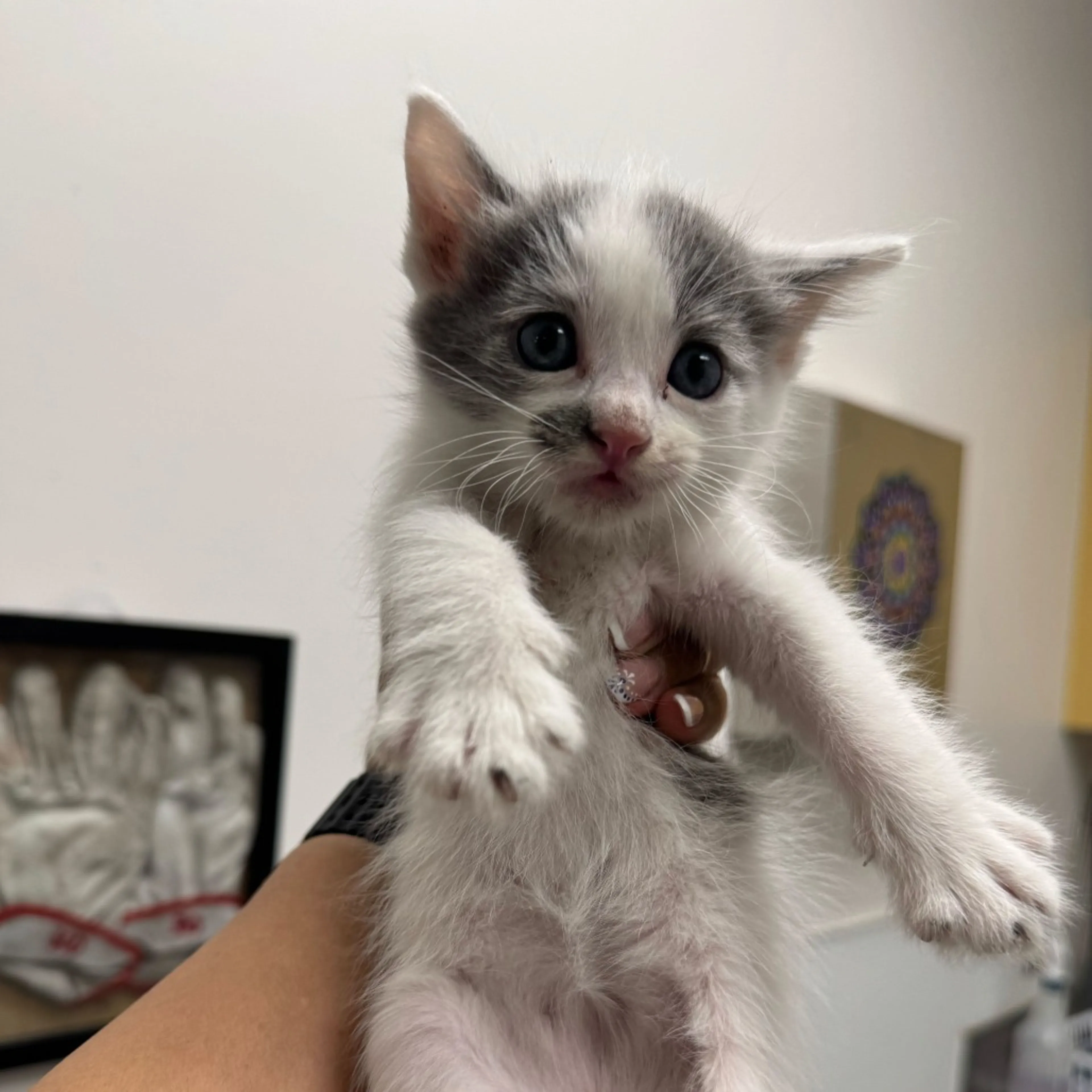 Found pet-1