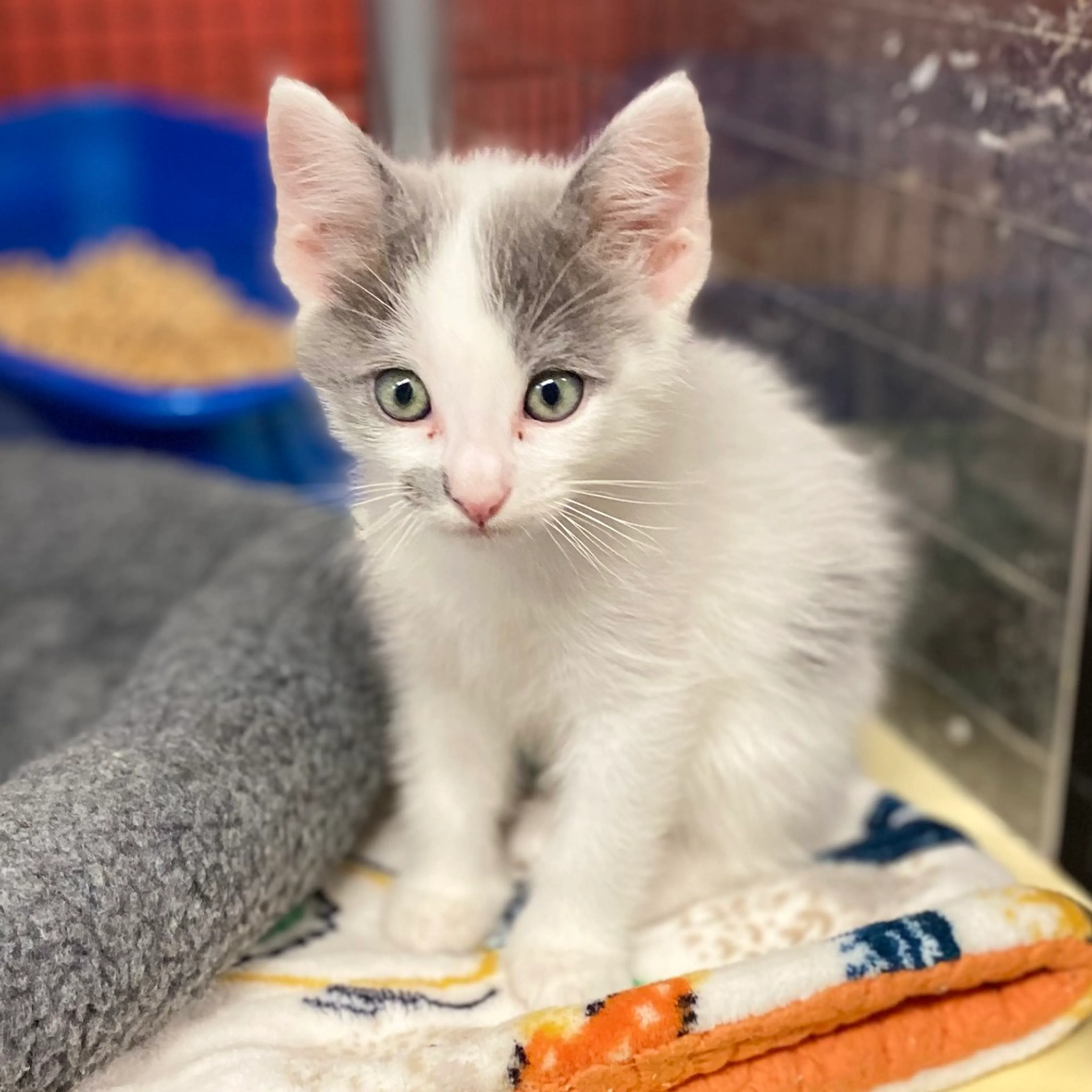 Found pet-2