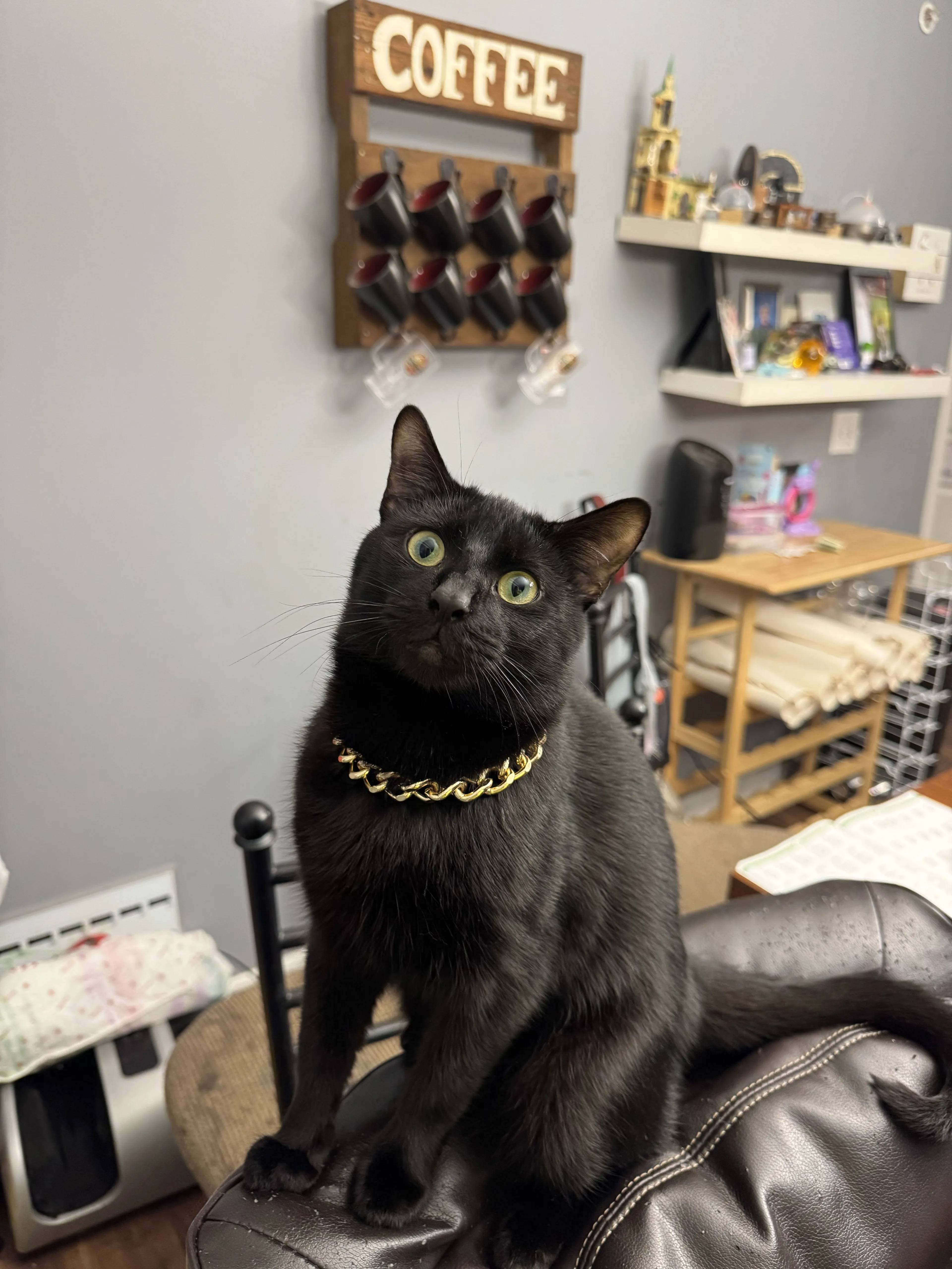 Lost pet-1