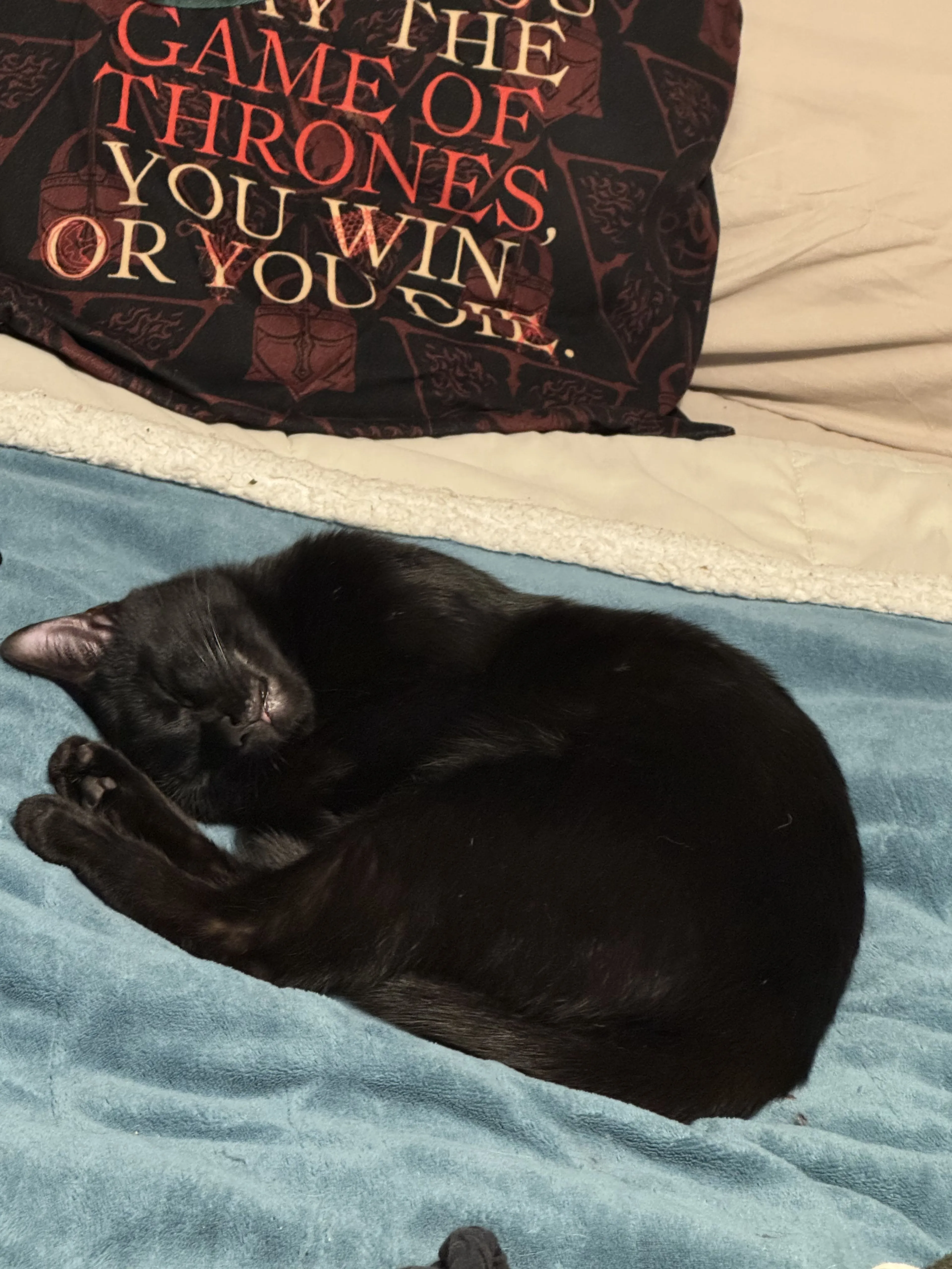 Lost pet-3