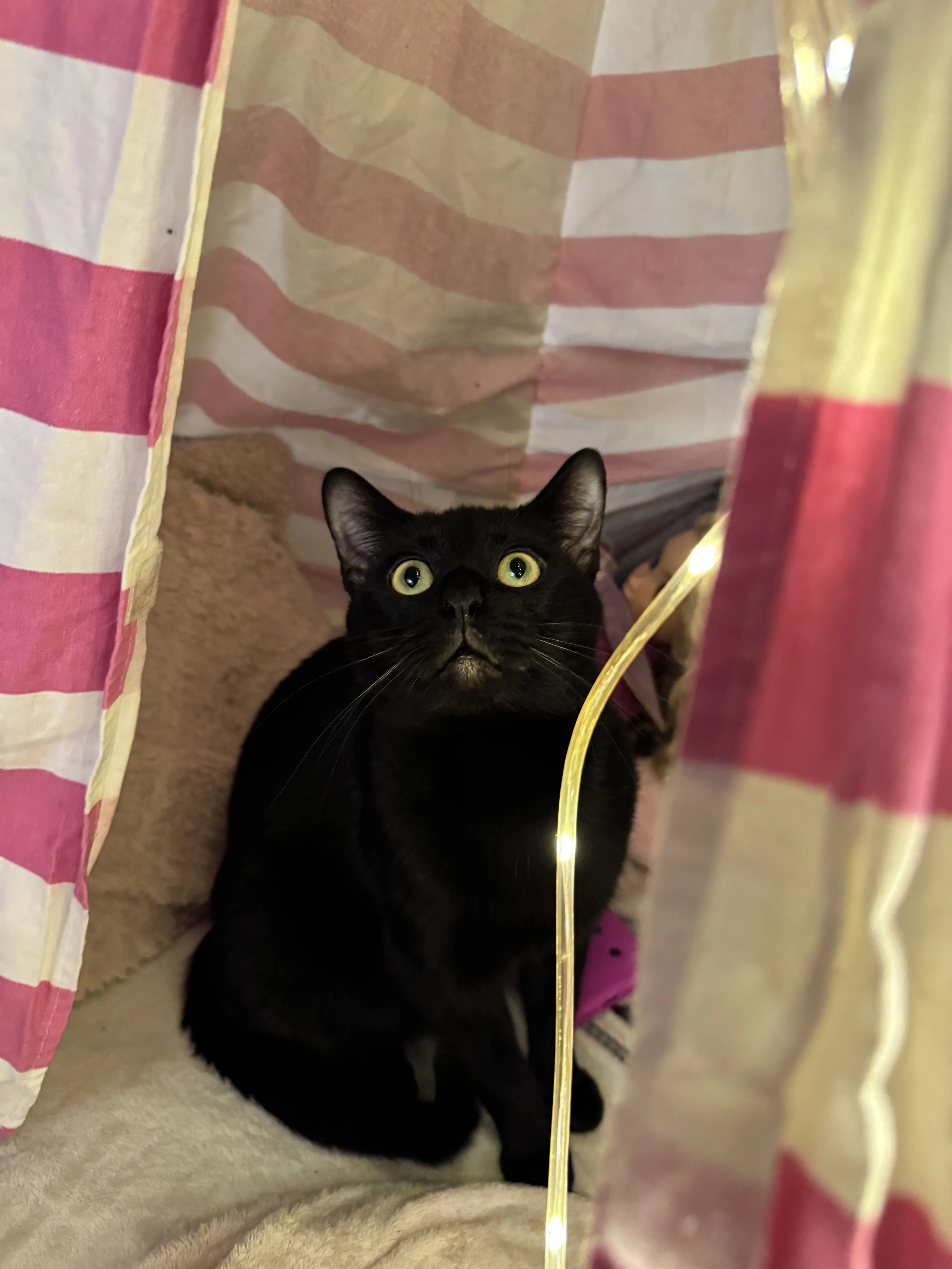 Lost pet-2