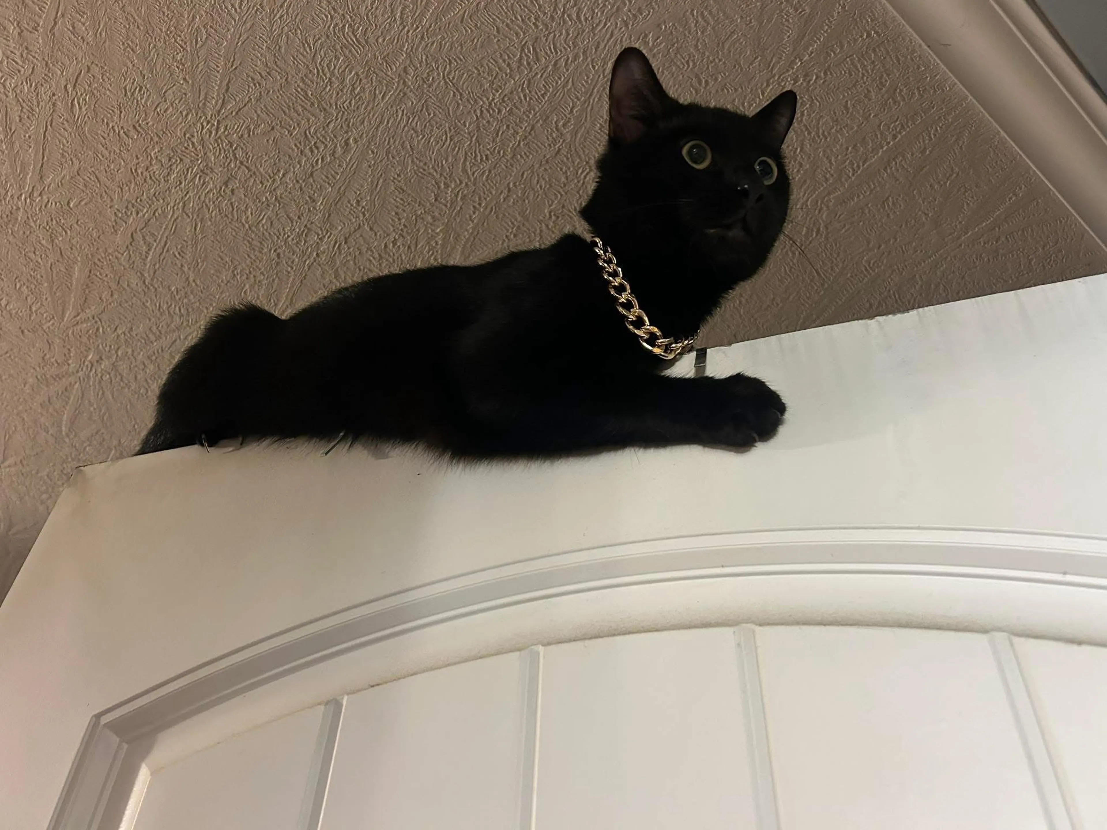 Lost pet-0