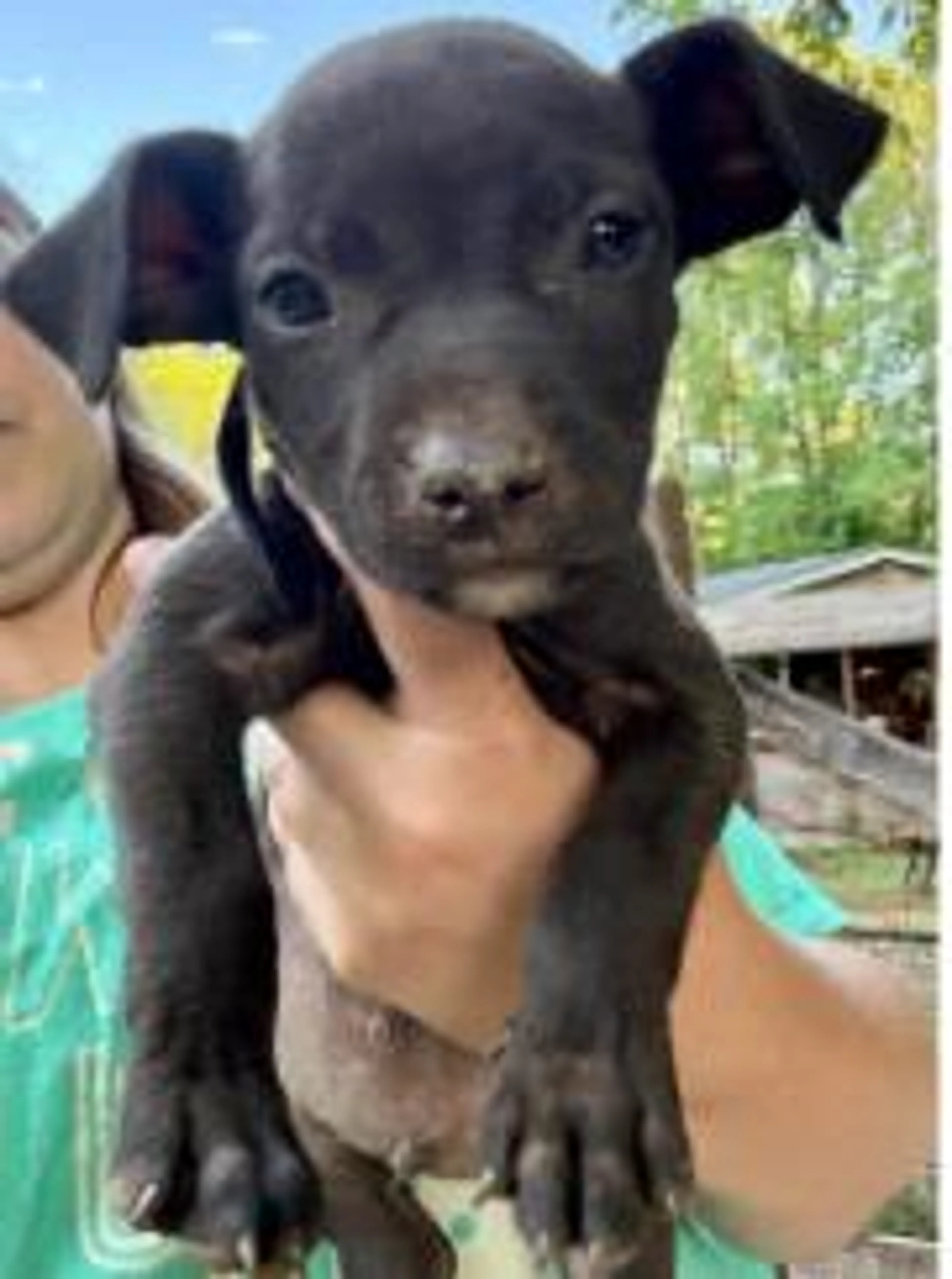 Found pet