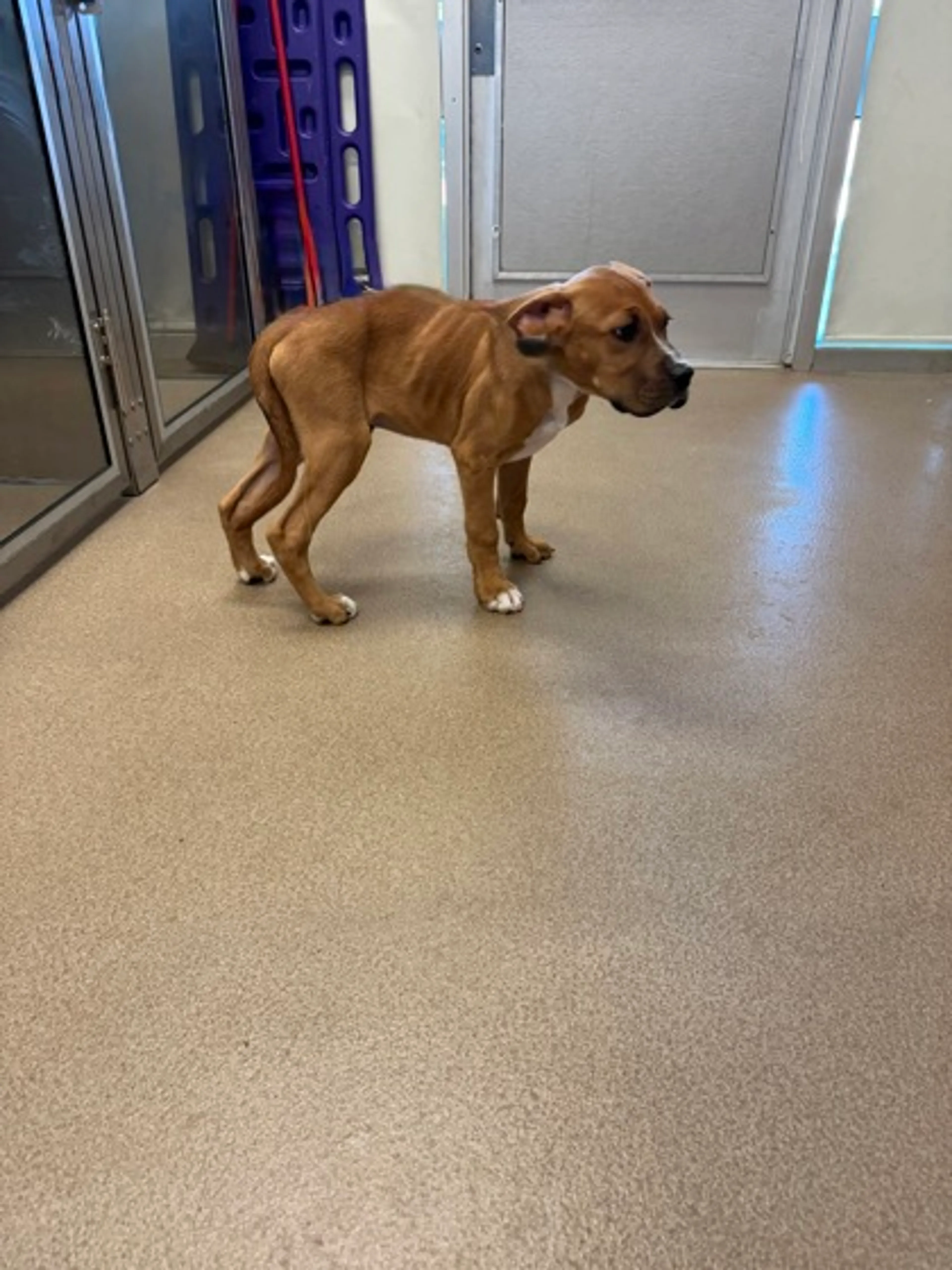 Found pet-1