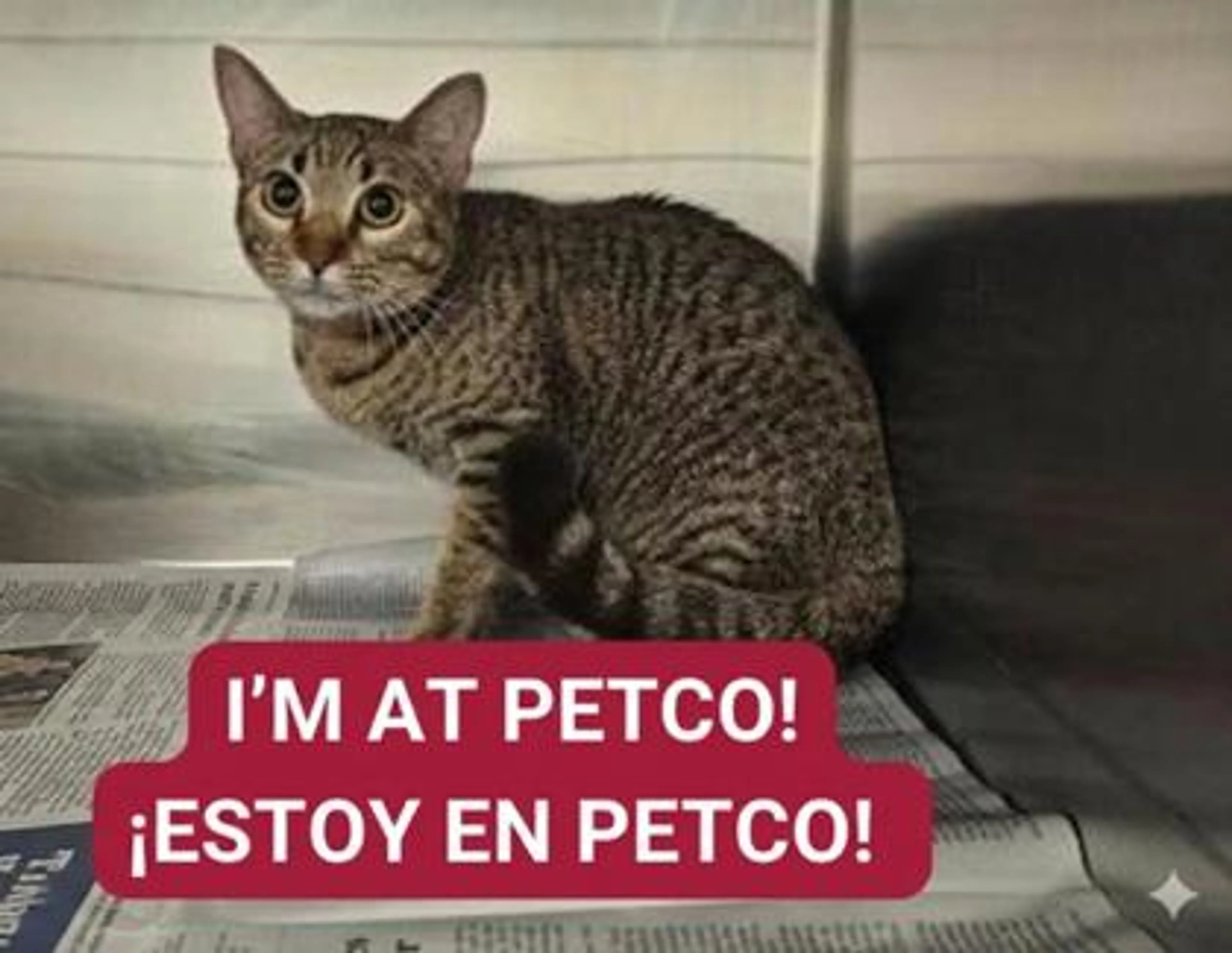 Found pet