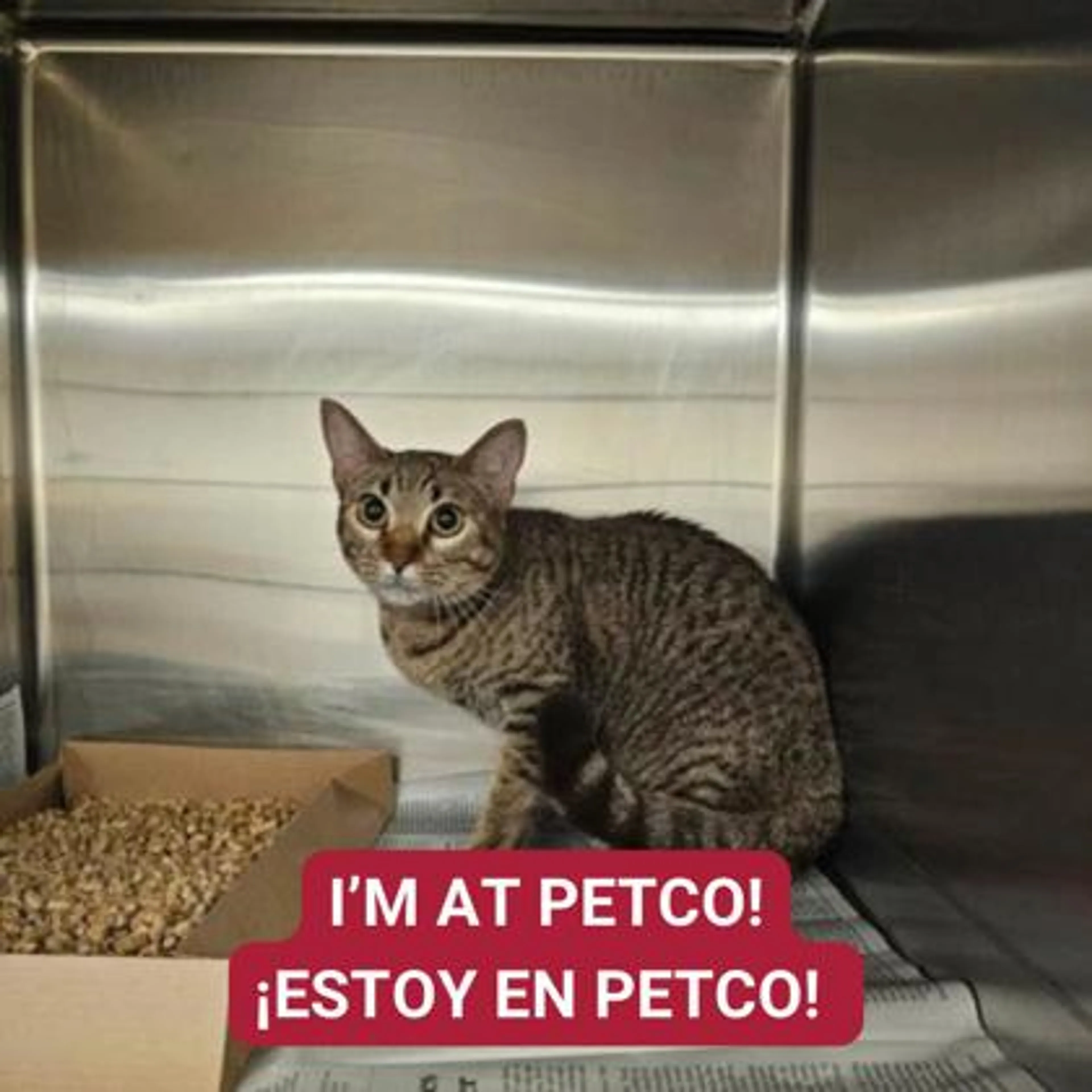 Found pet