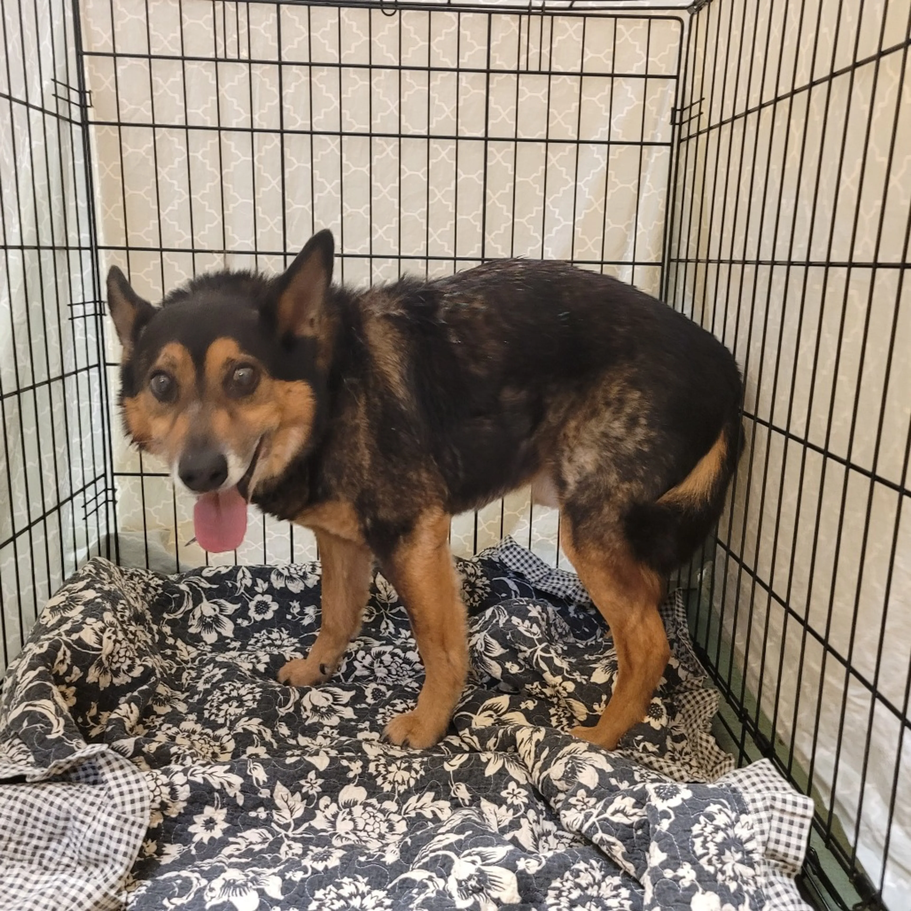 Found pet