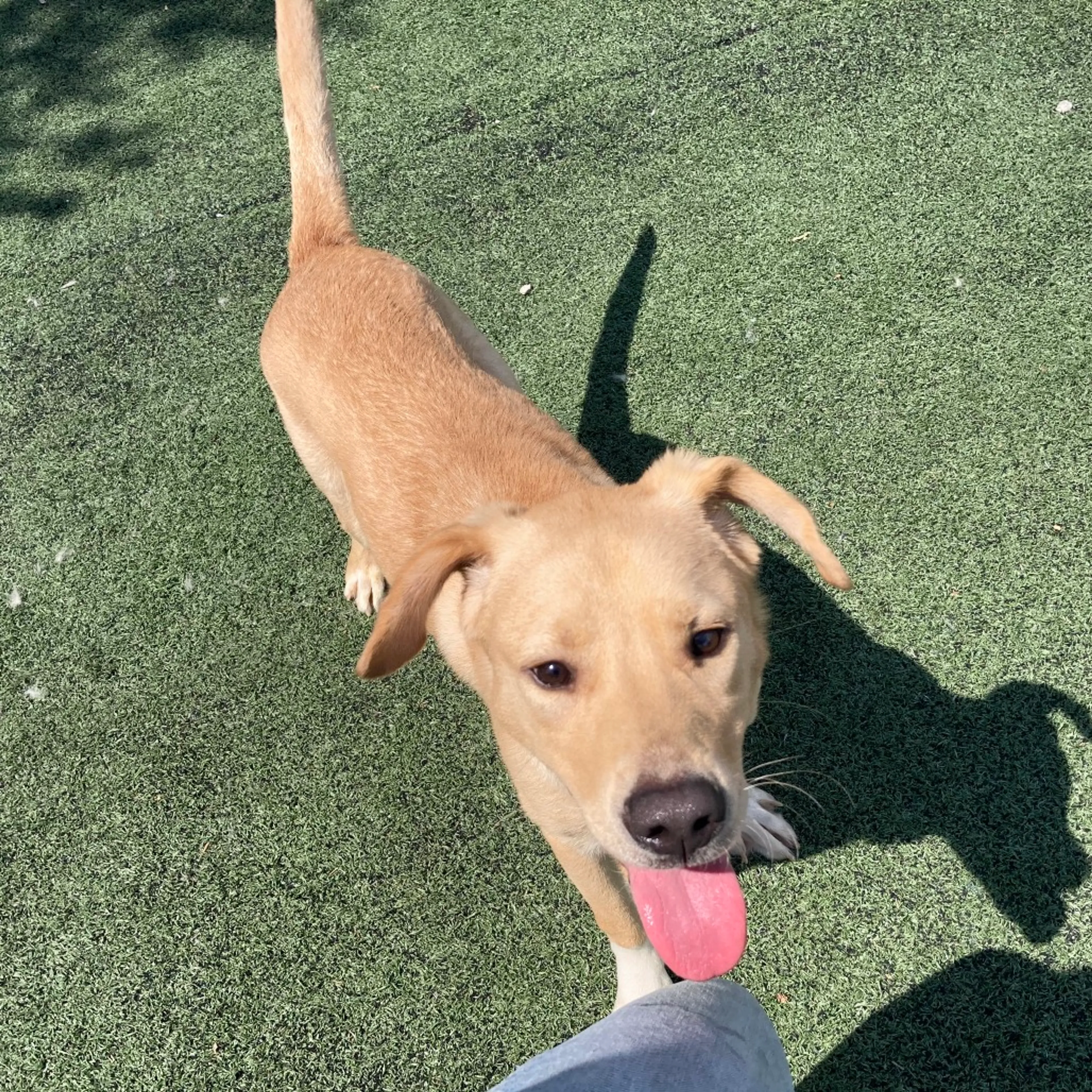 Found pet-12