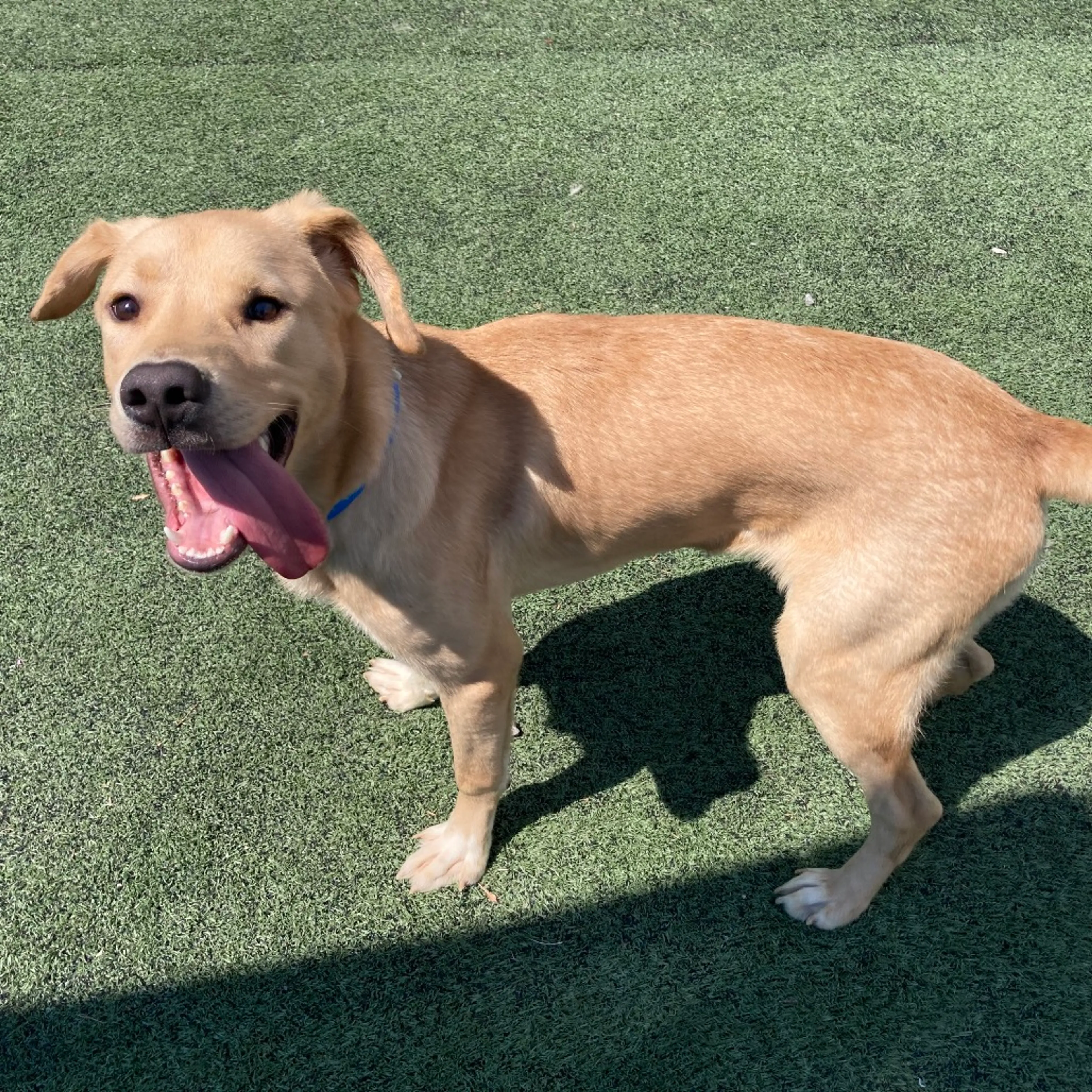 Found pet-10