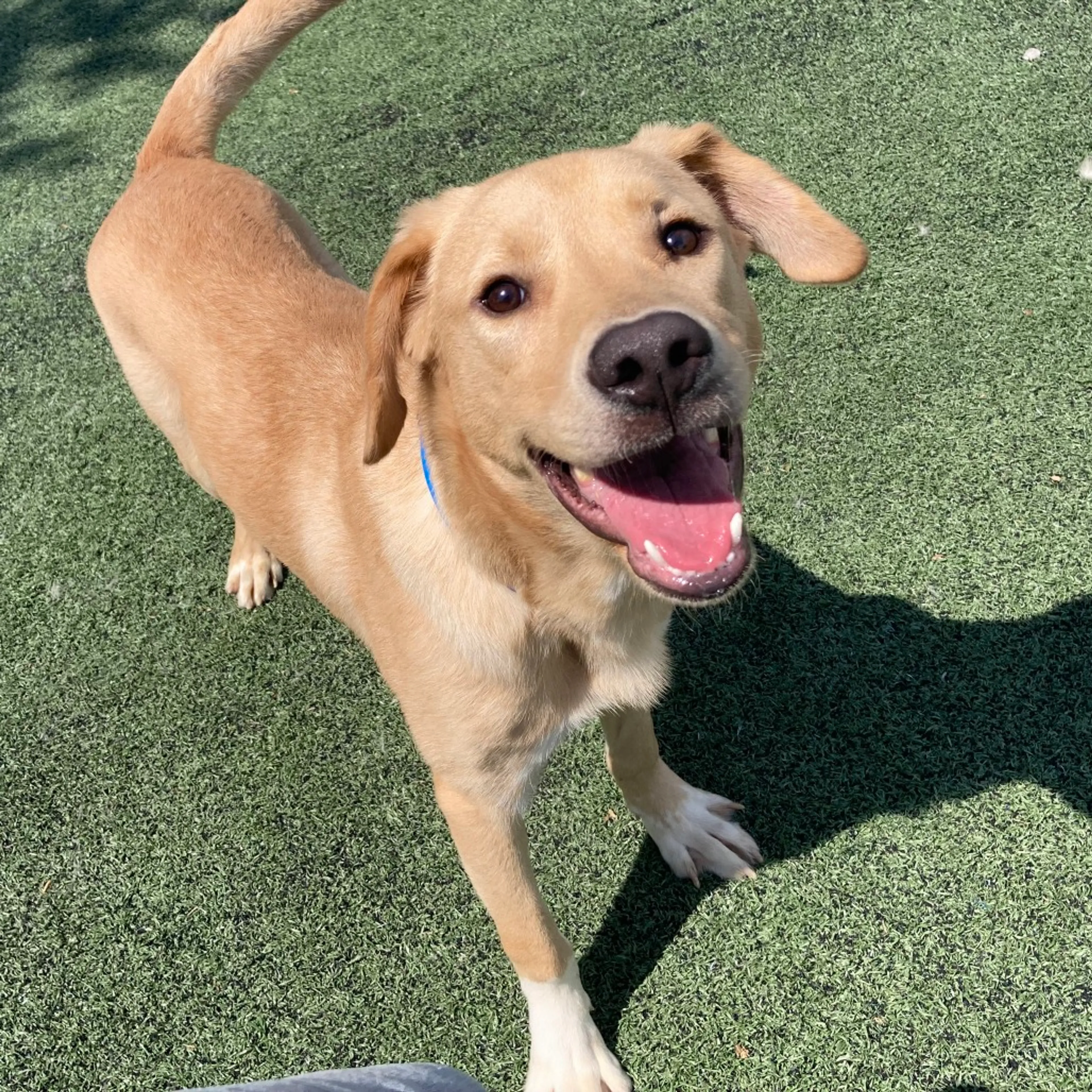 Found pet-11