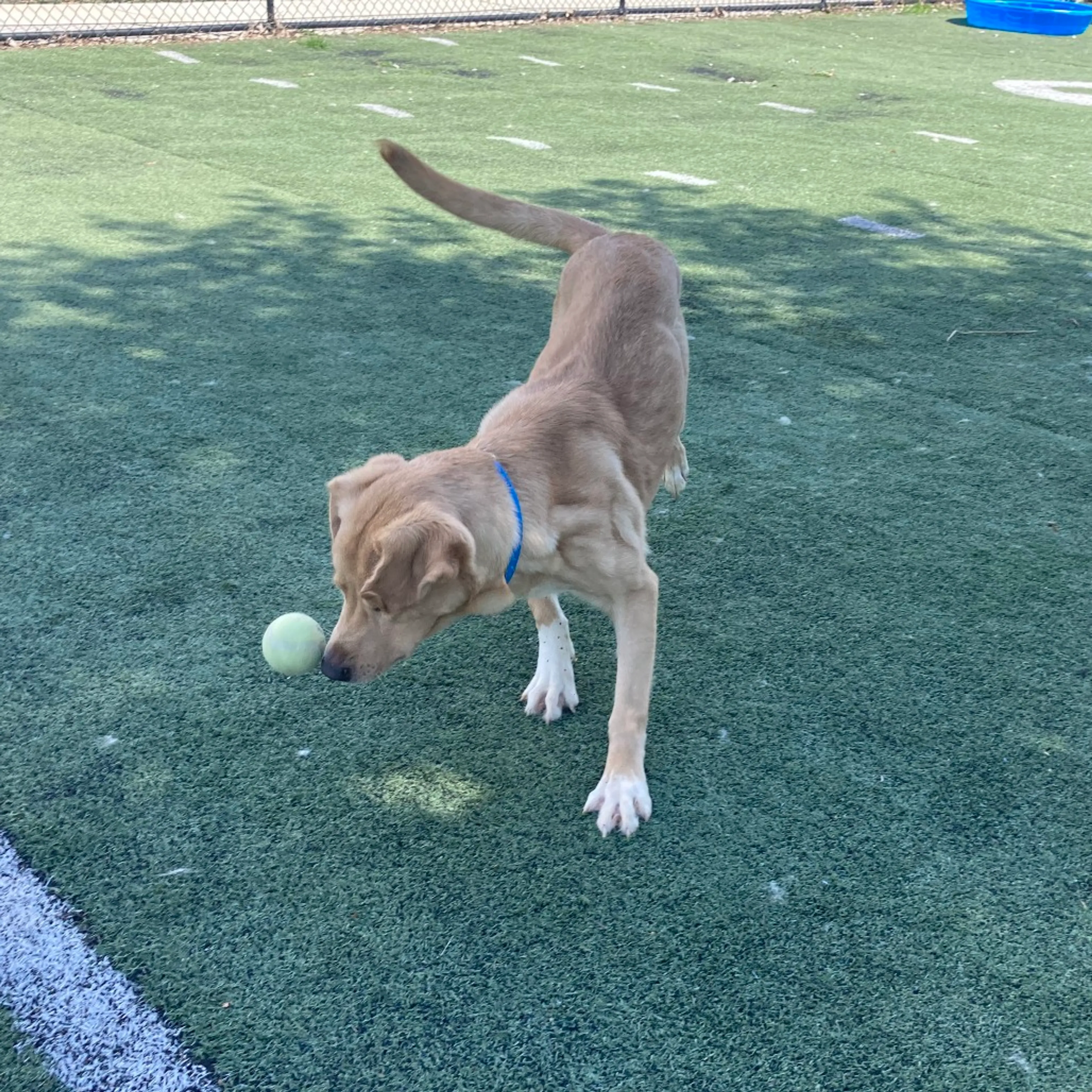Found pet-4
