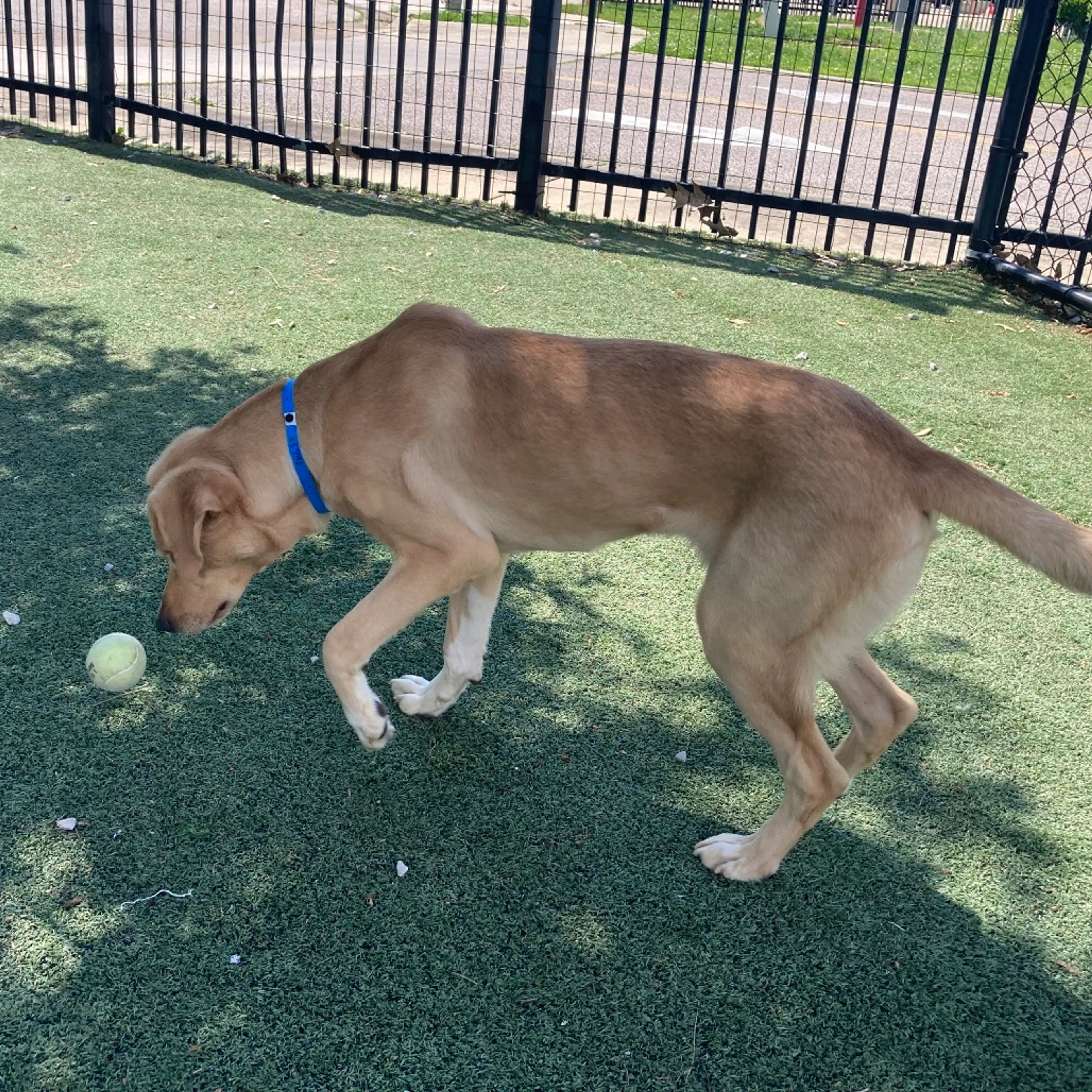 Found pet-2