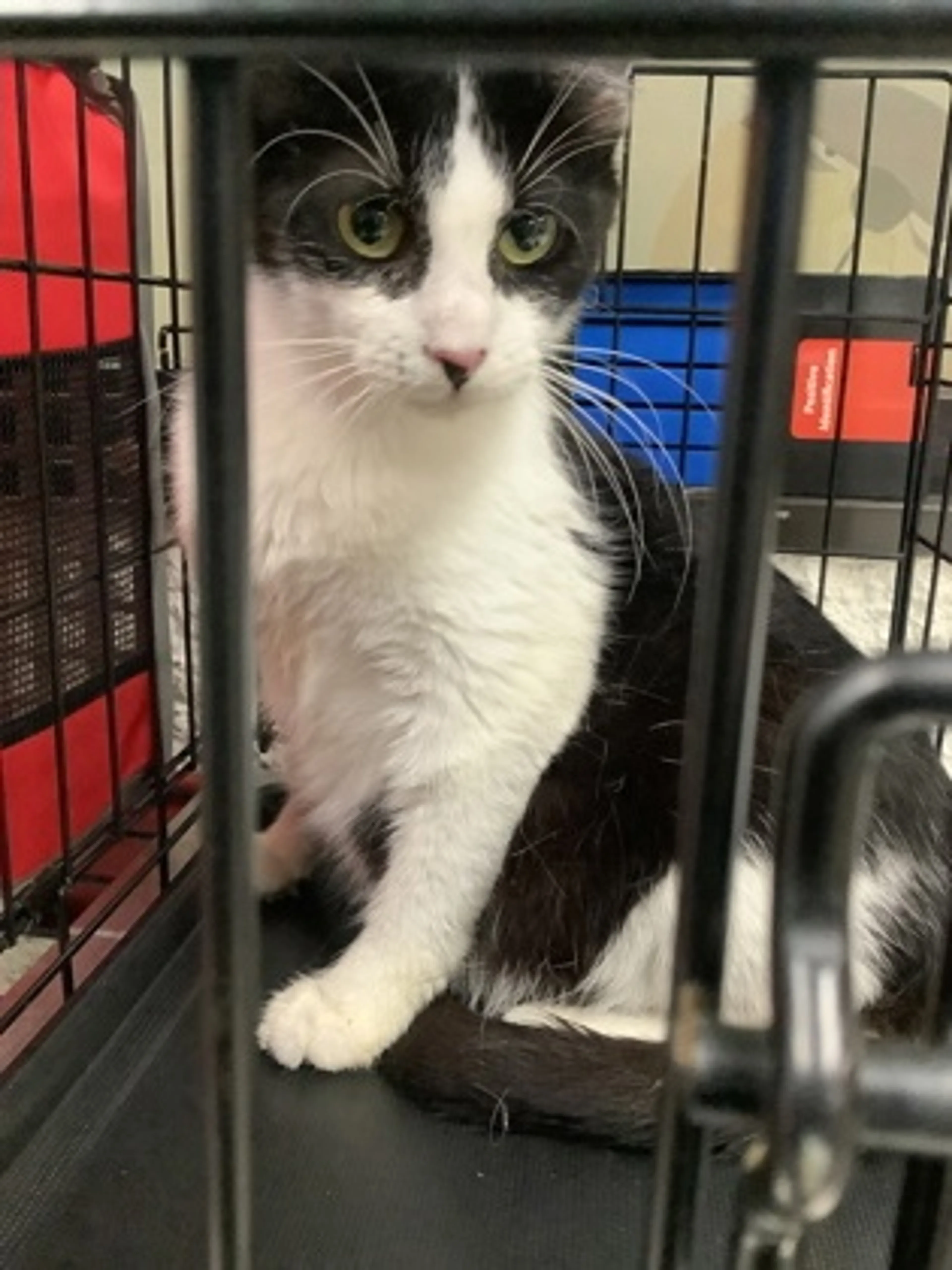 Found pet