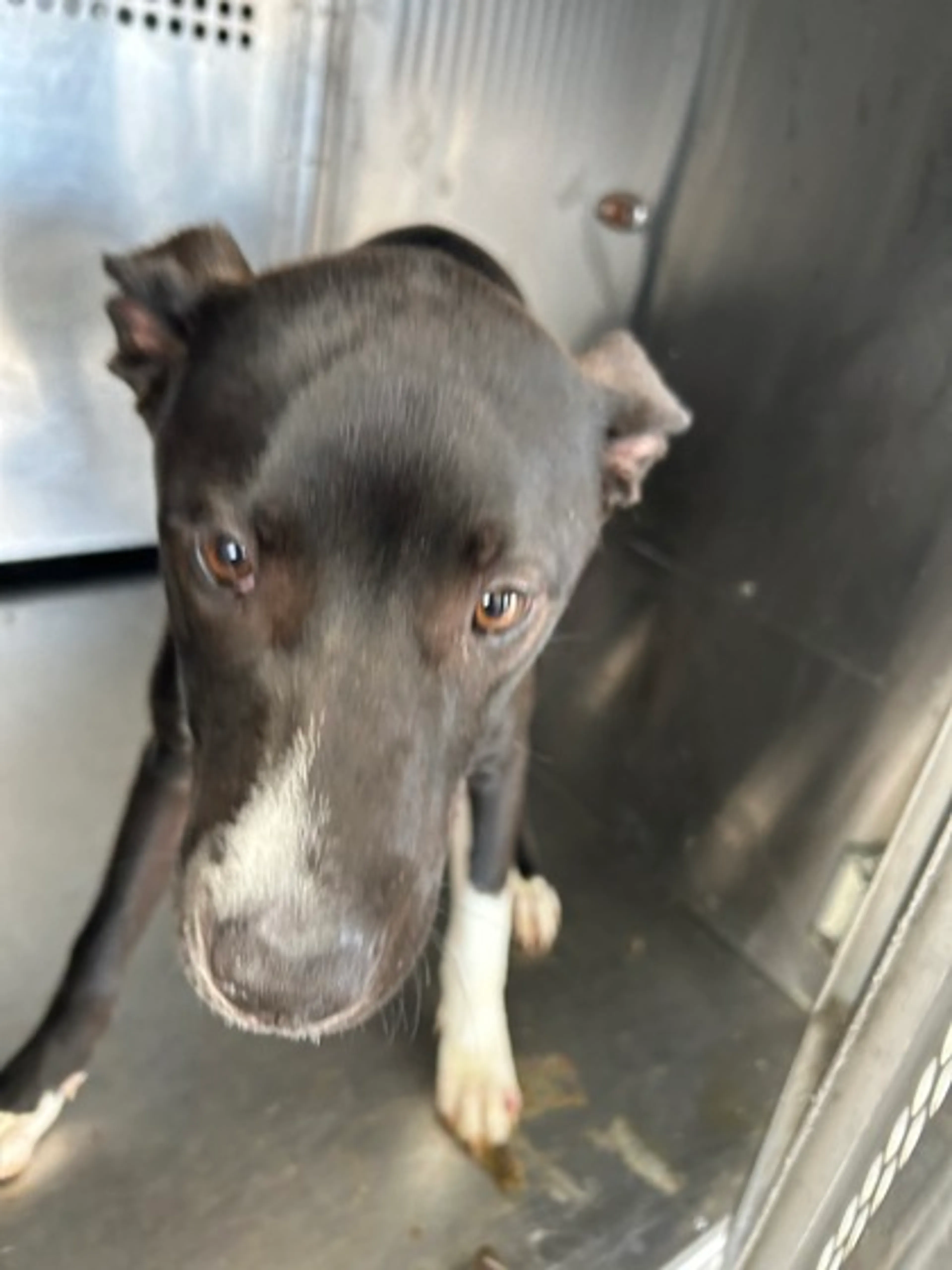 Found pet