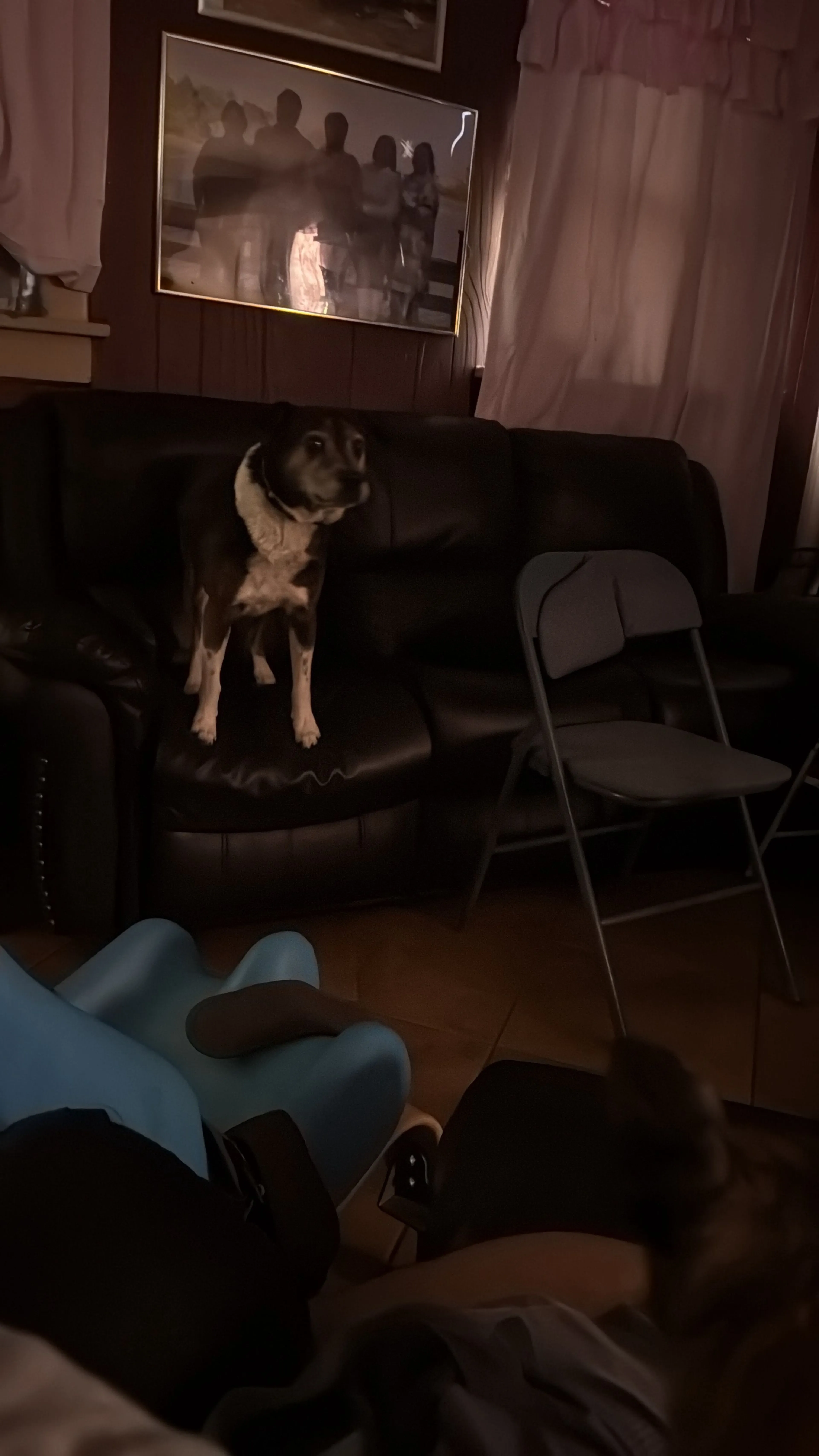 Lost pet