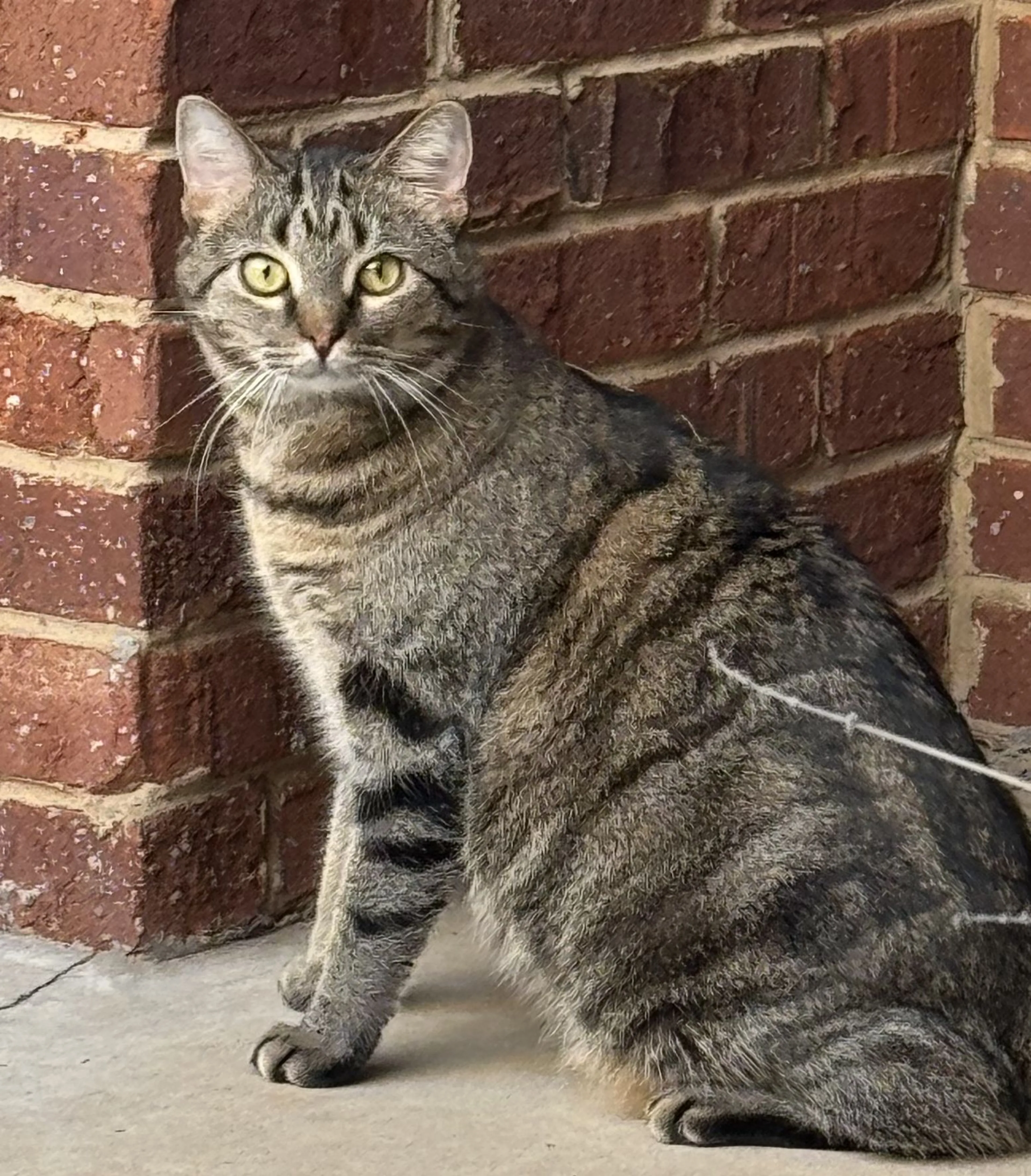 Lost pet-0