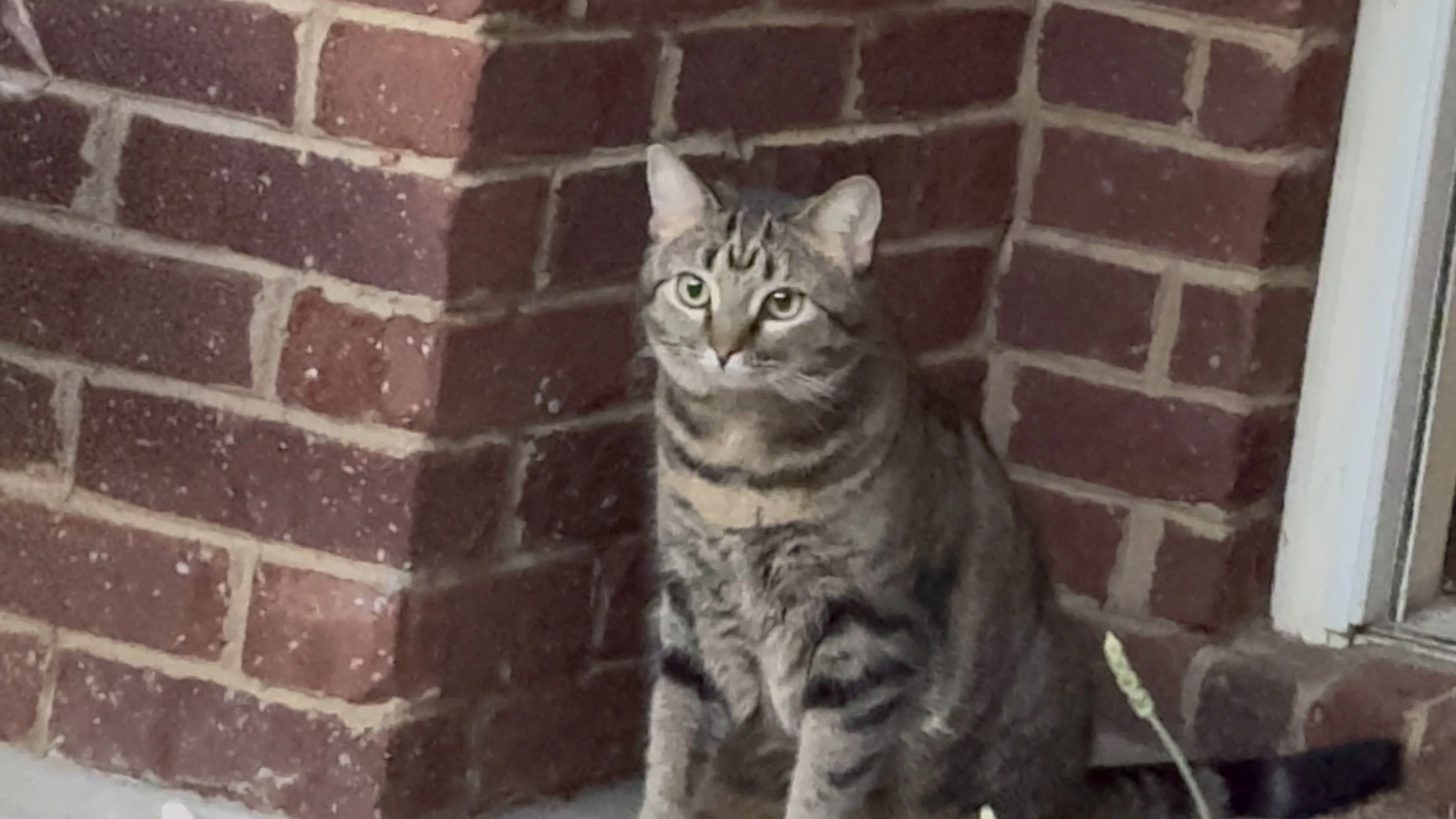 Lost pet-2