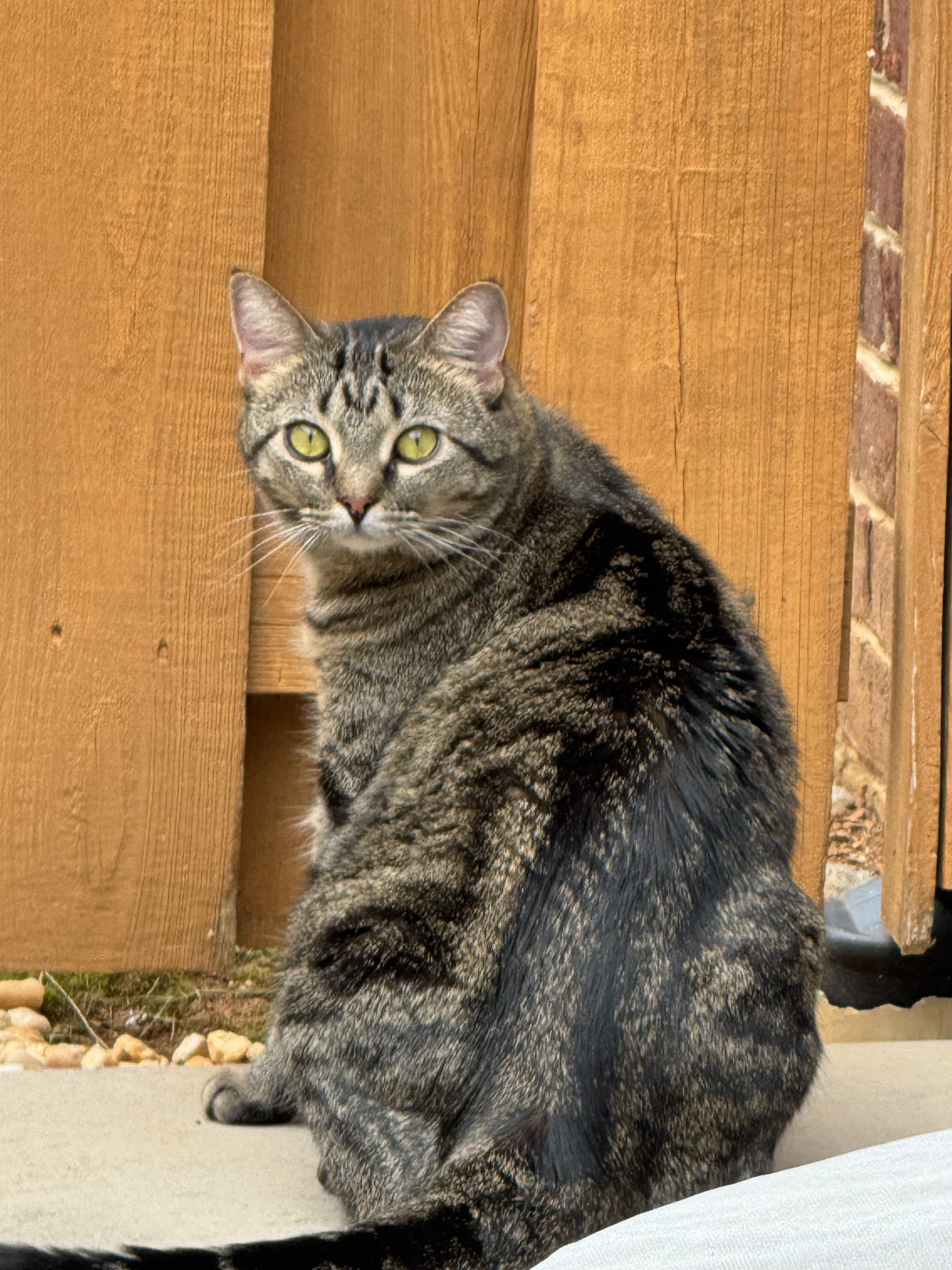 Lost pet-4
