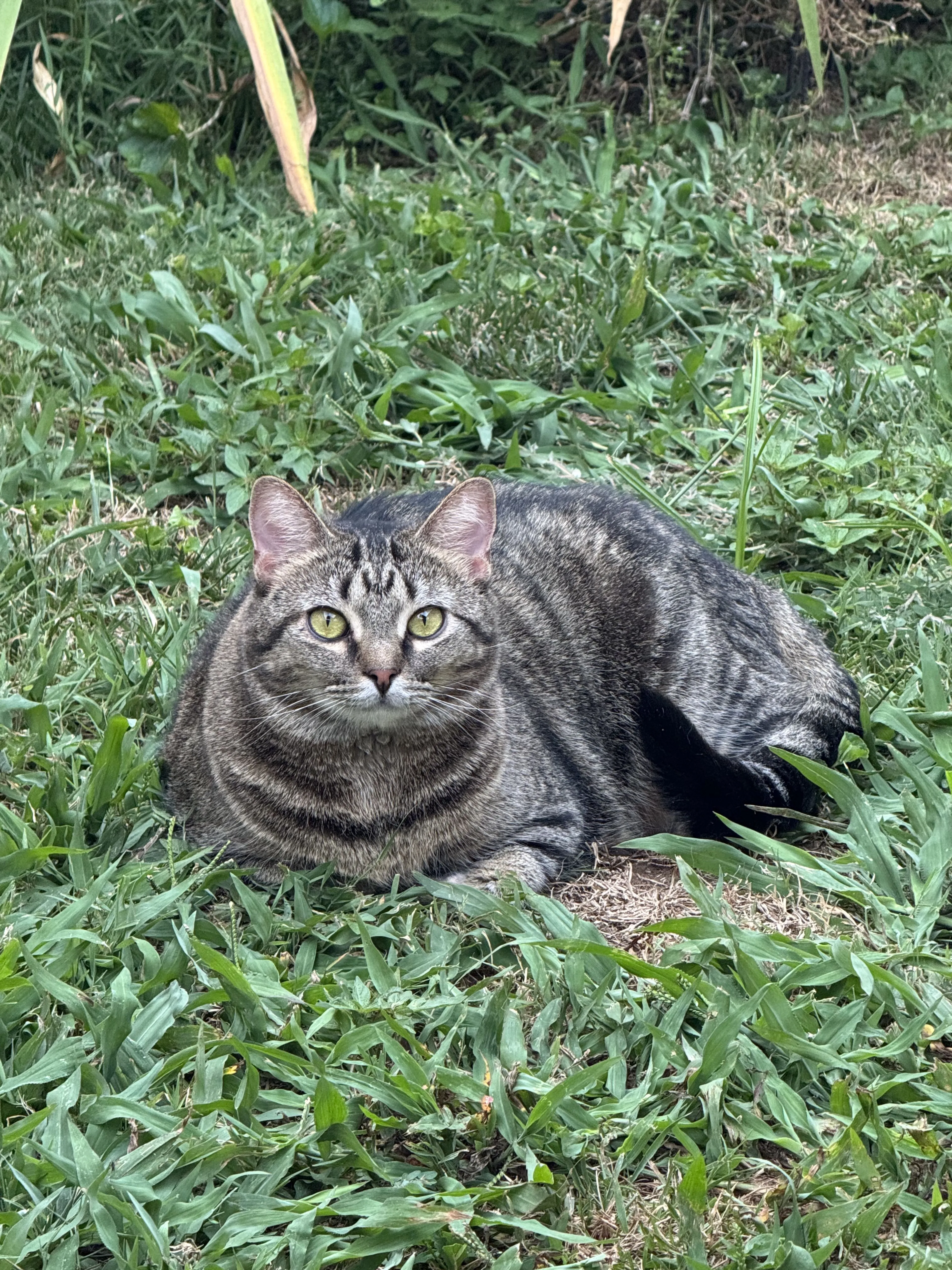 Lost pet-3