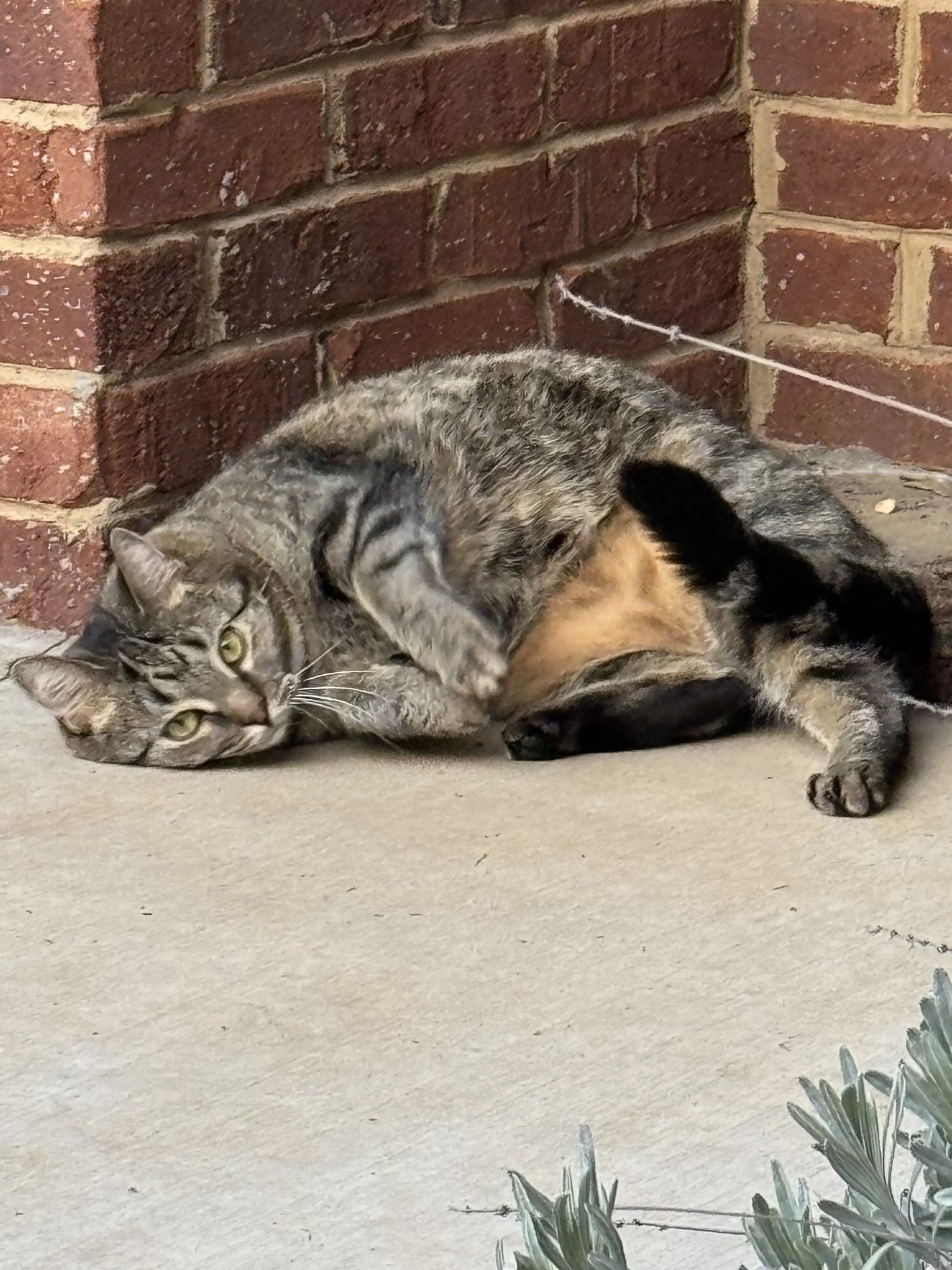 Lost pet-1