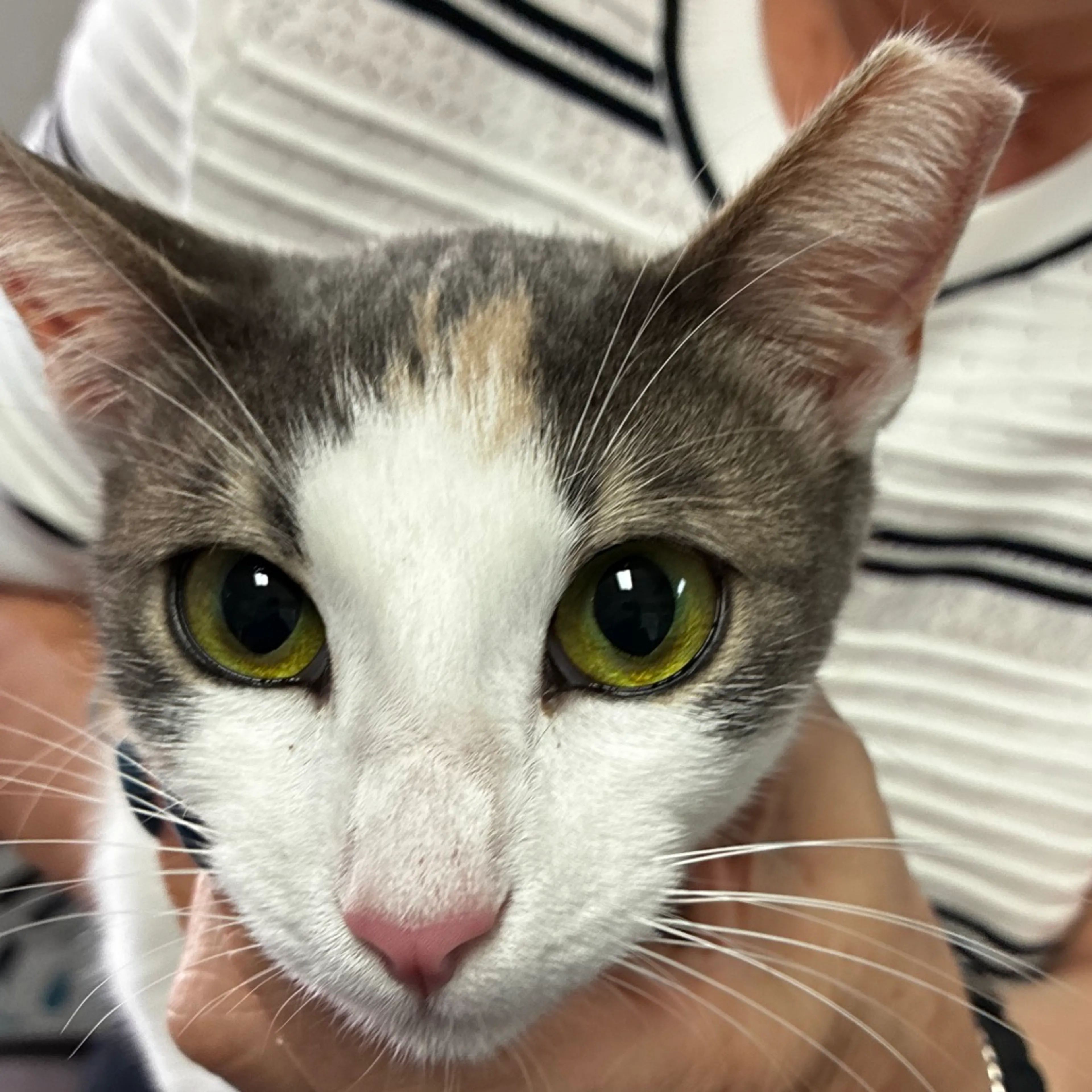 Found pet