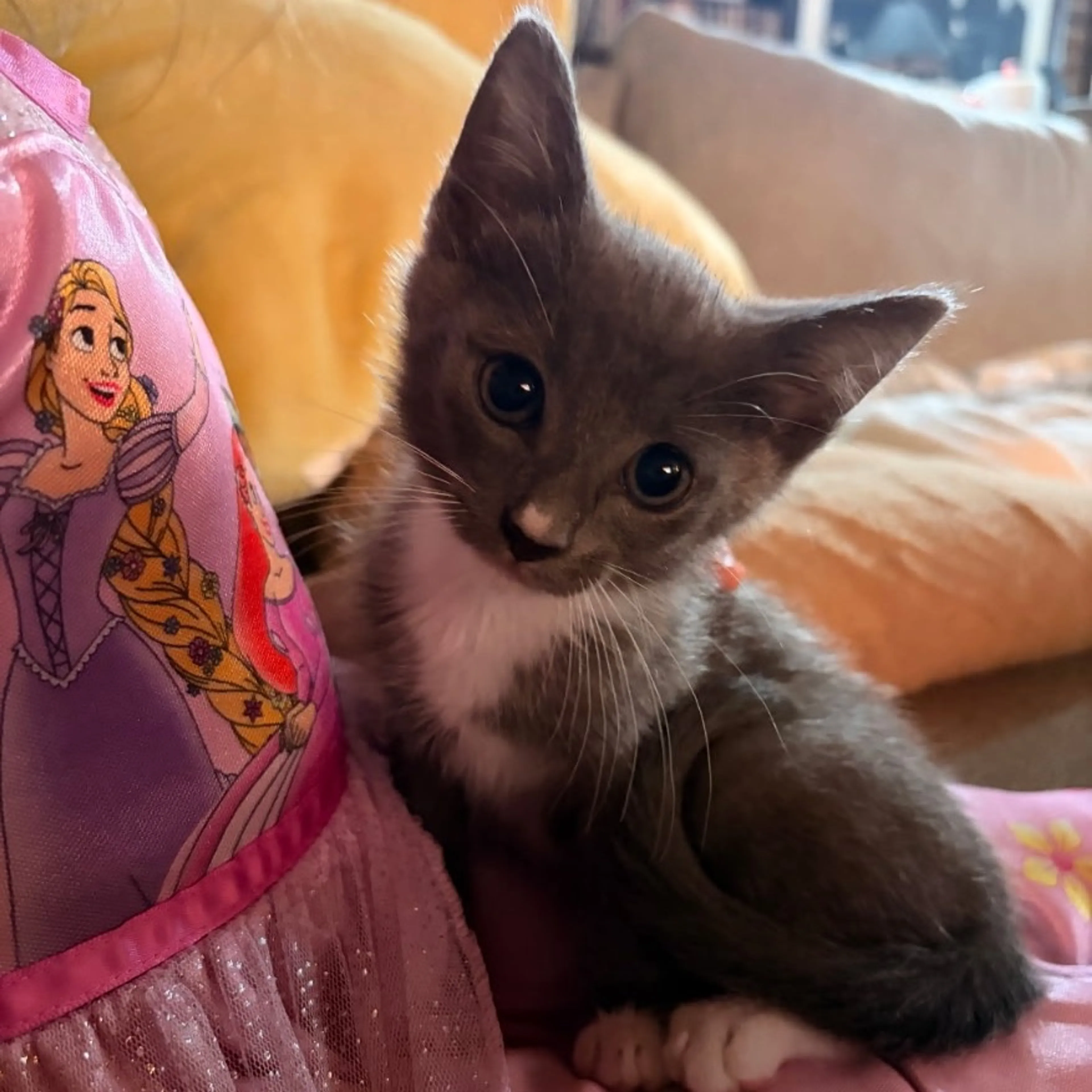 Found pet
