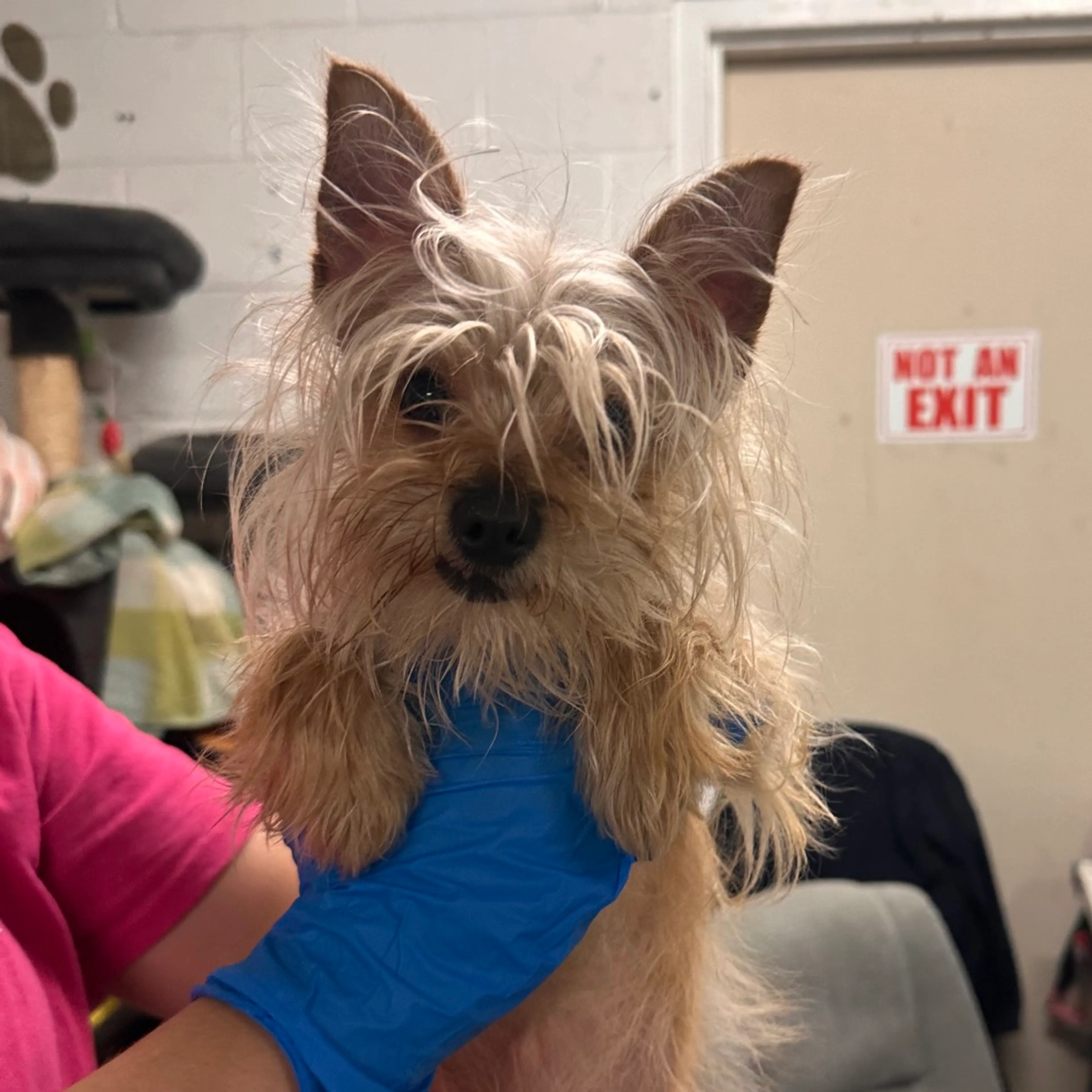 Found pet