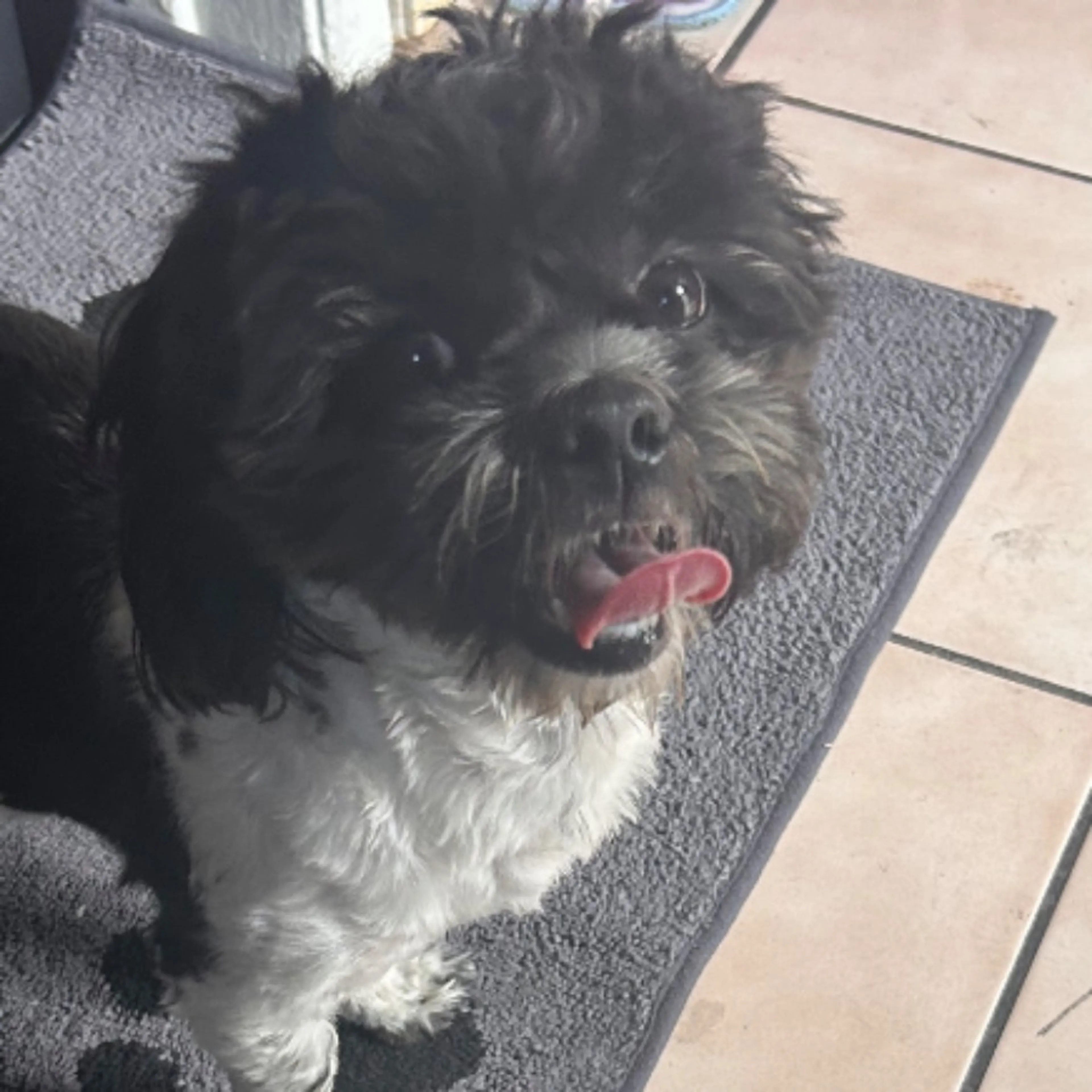 Found pet