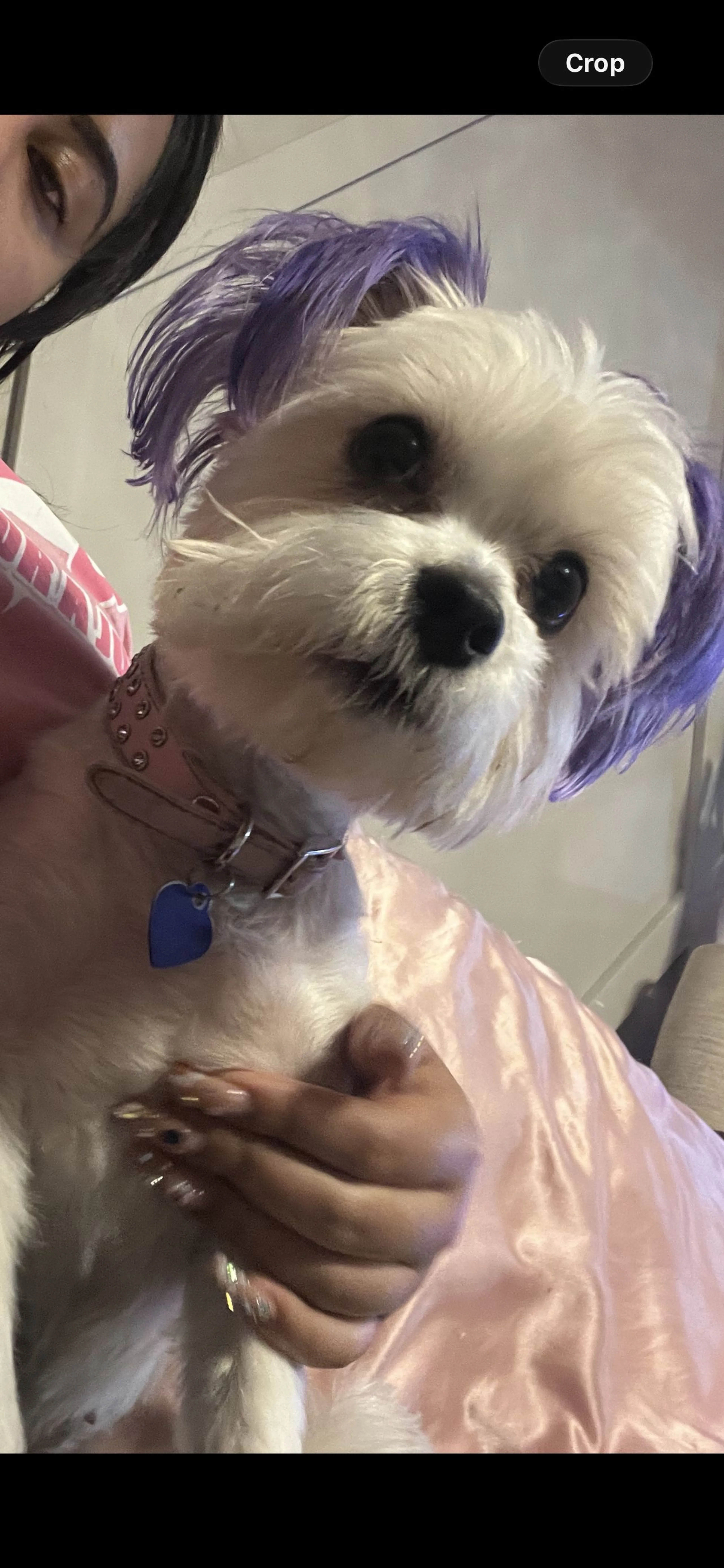 Lost pet-3