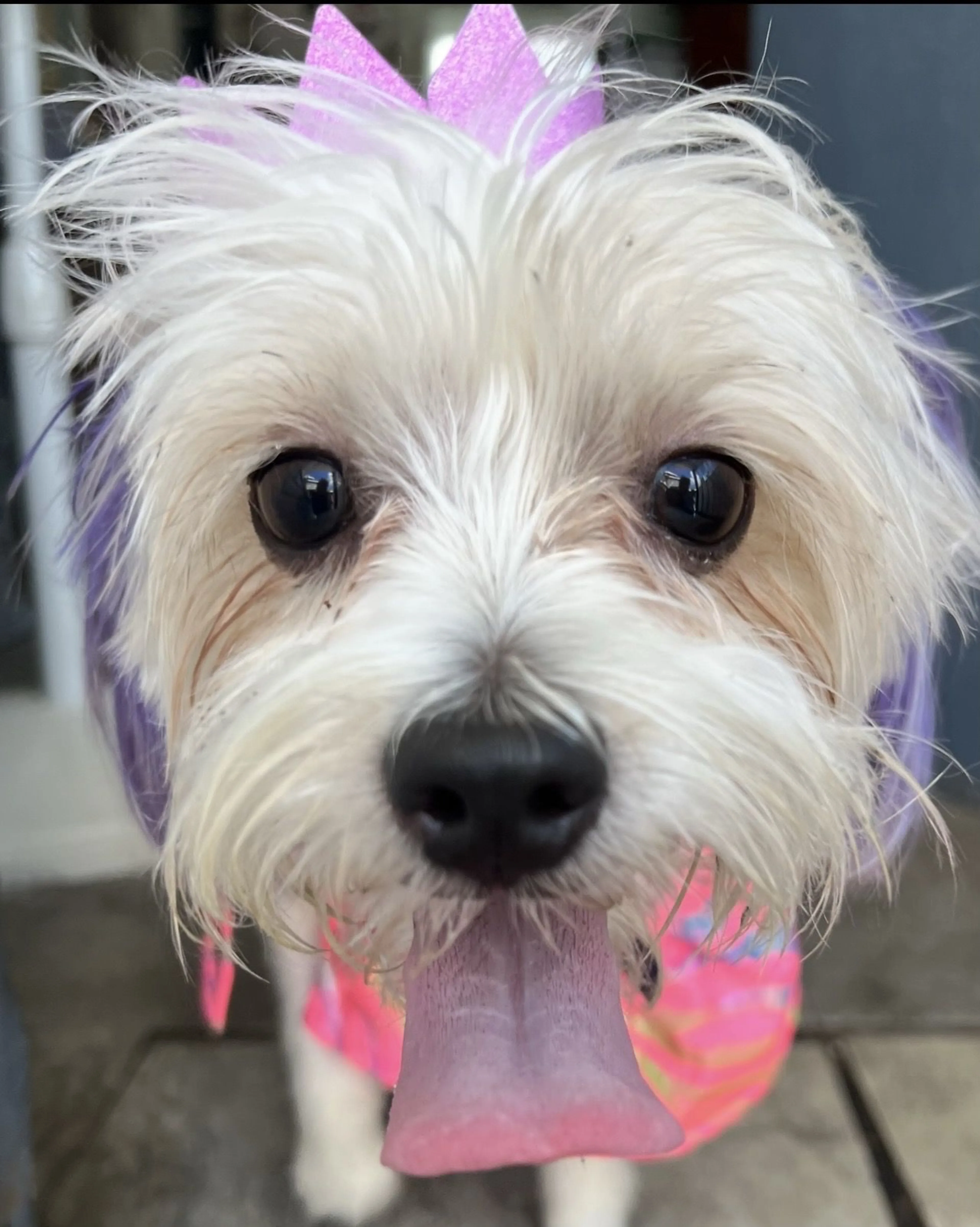 Lost pet-2