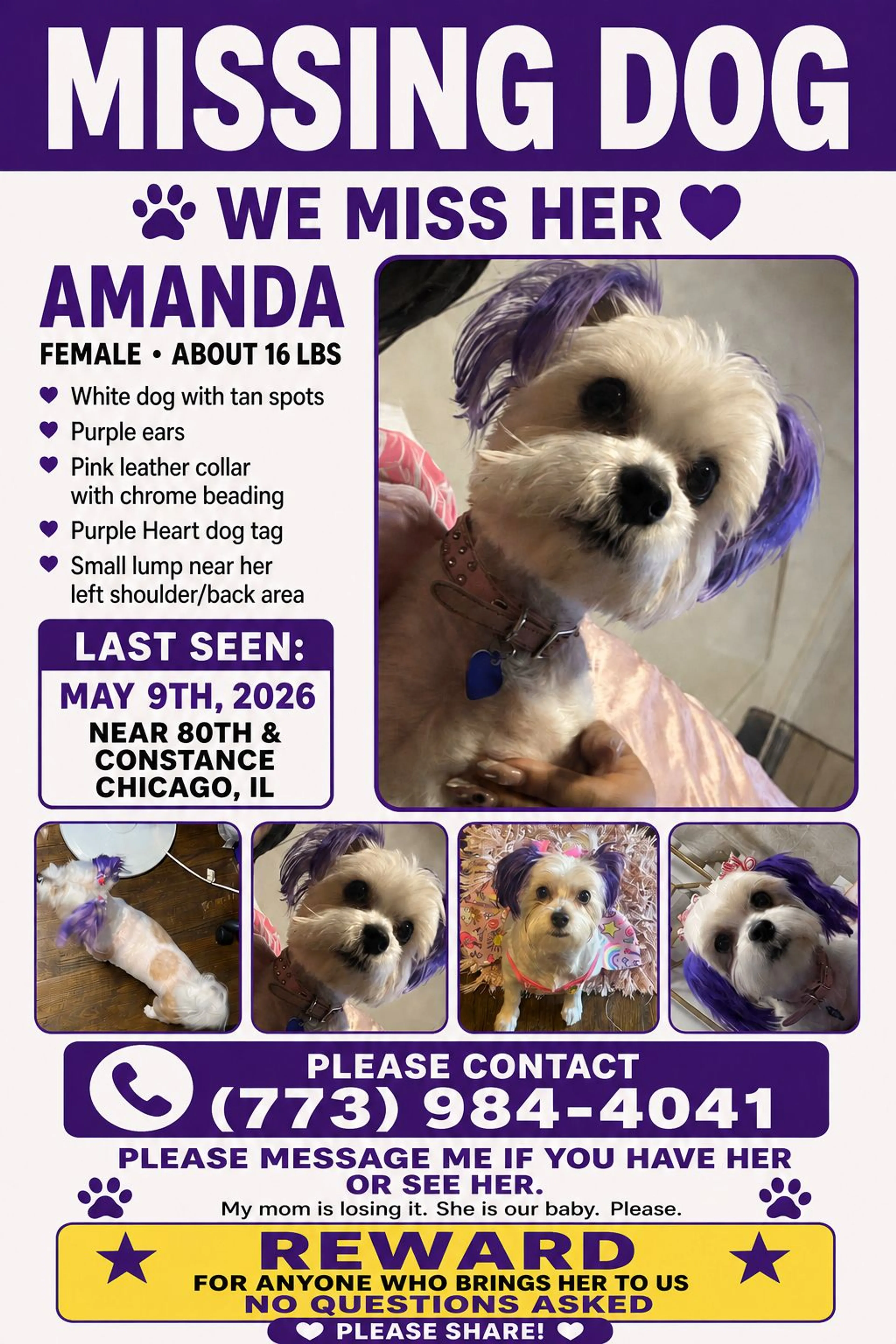 Lost pet-0
