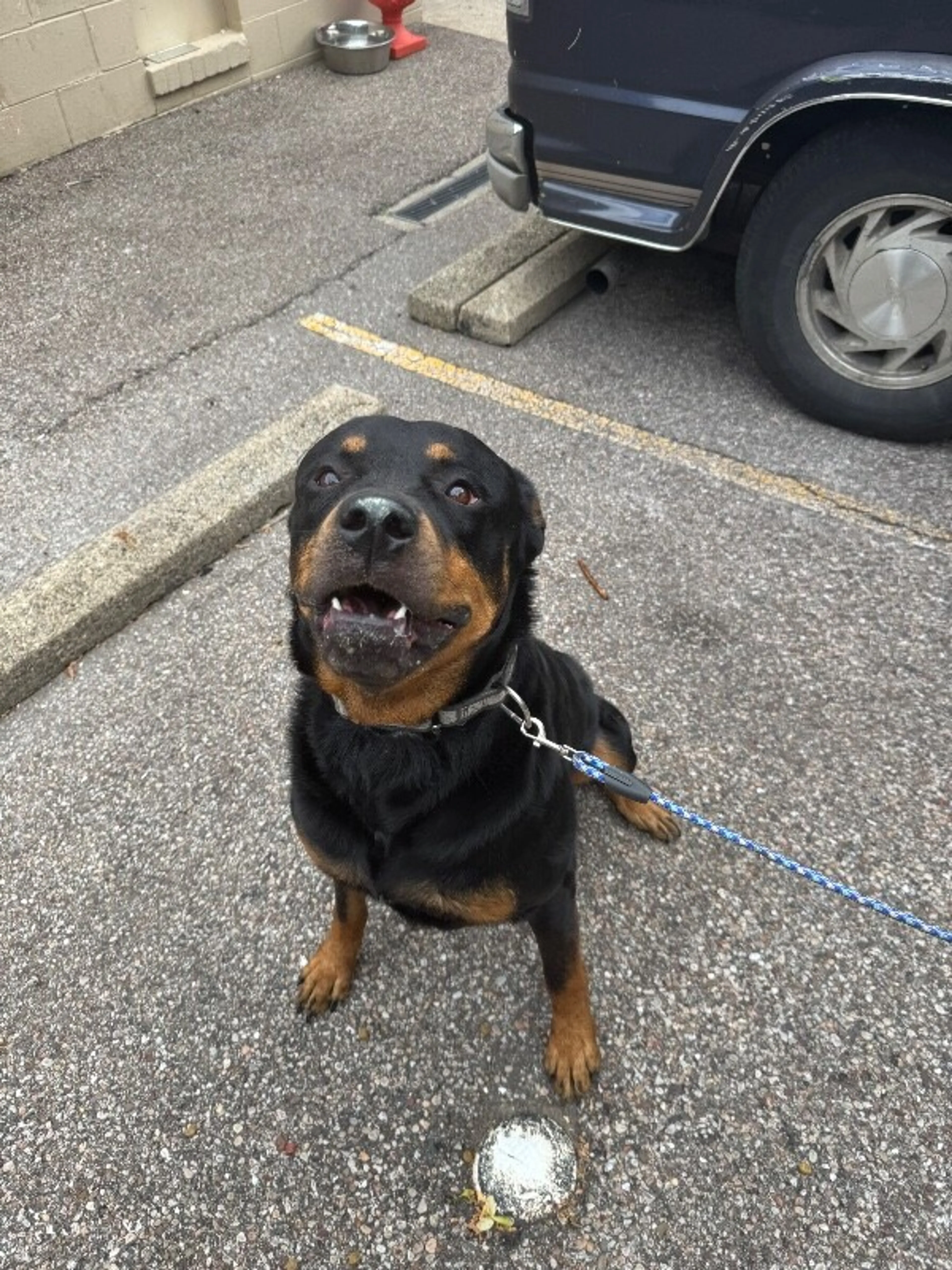 Found pet-1