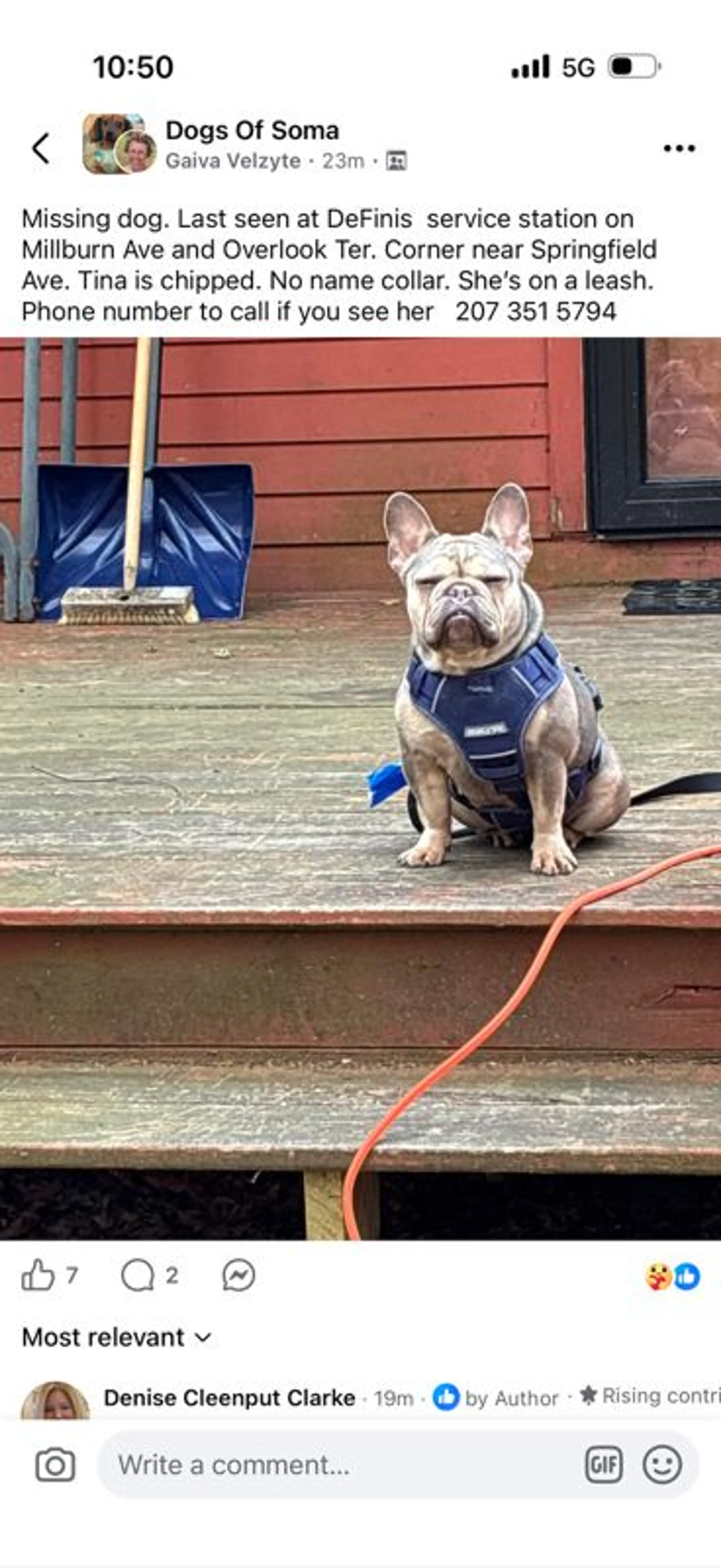 Lost pet