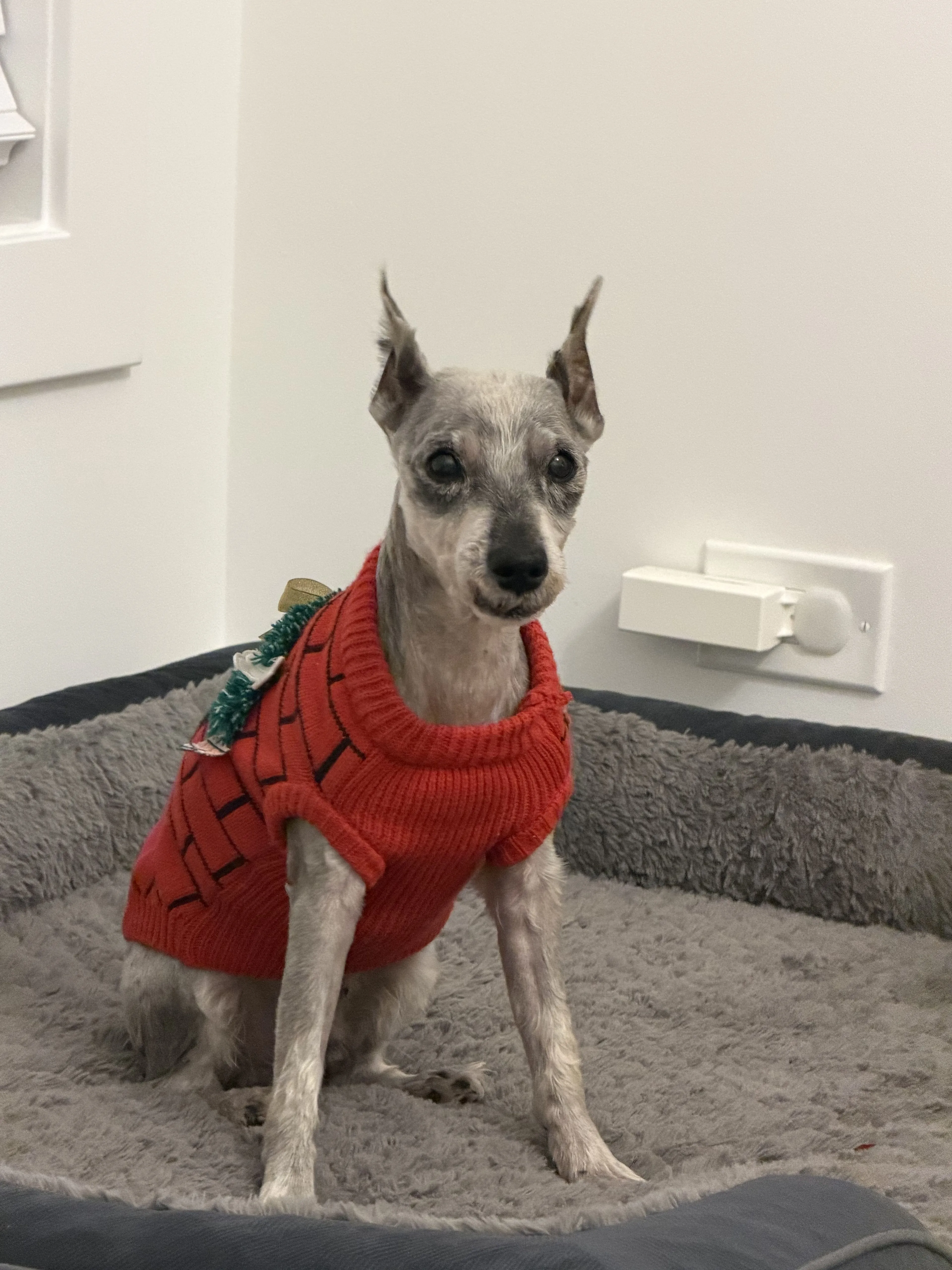 Lost pet