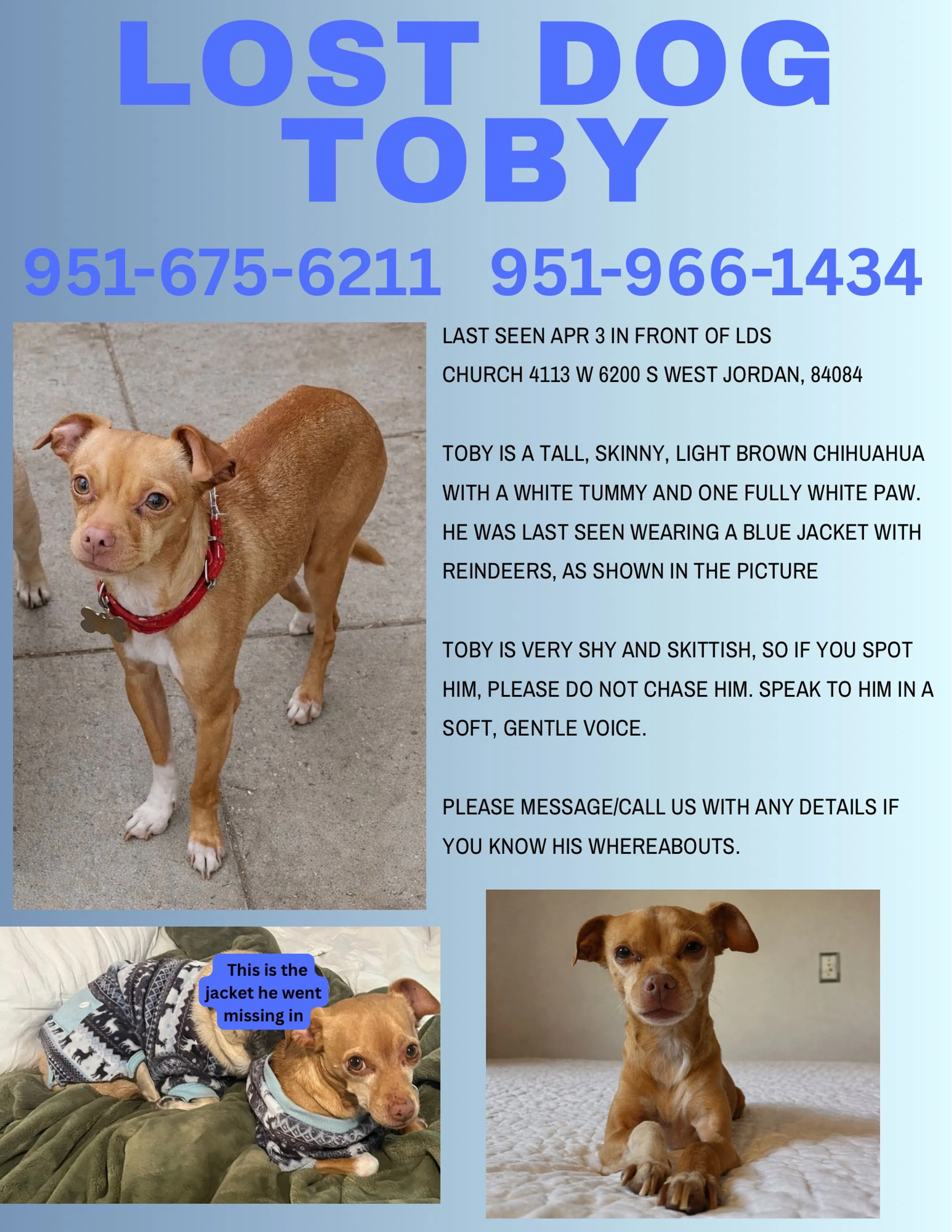 Lost pet