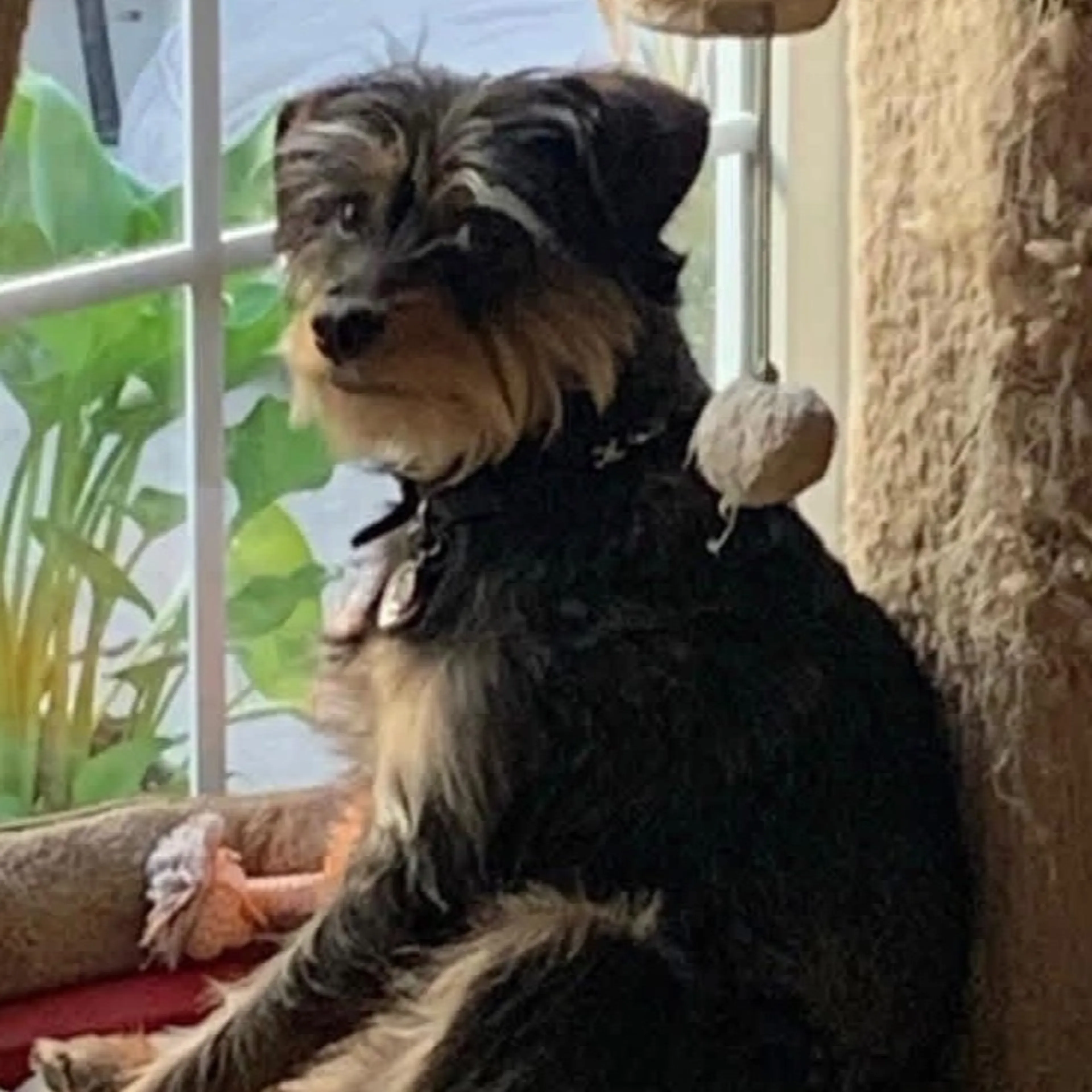 Lost pet