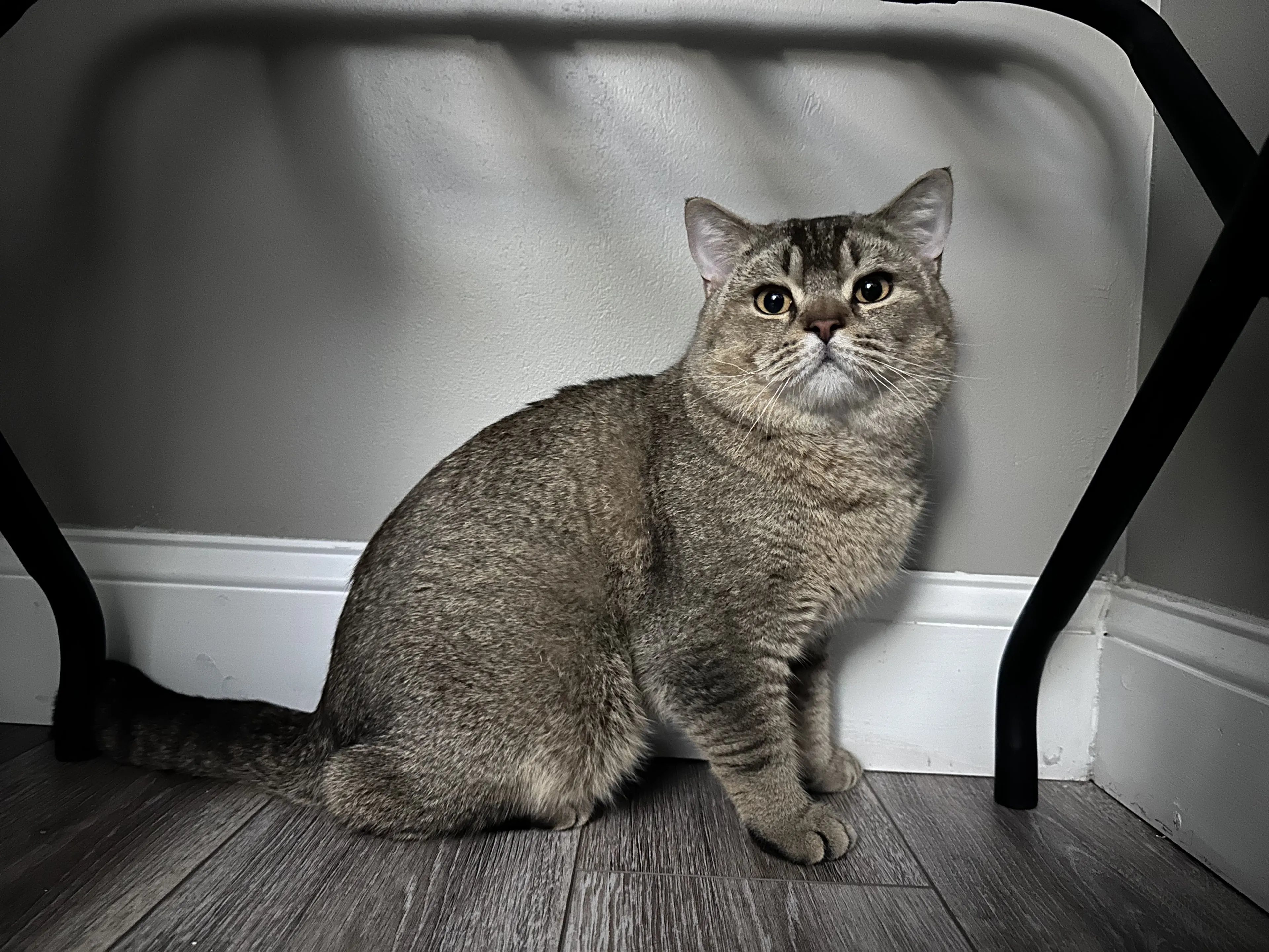 Lost pet-0