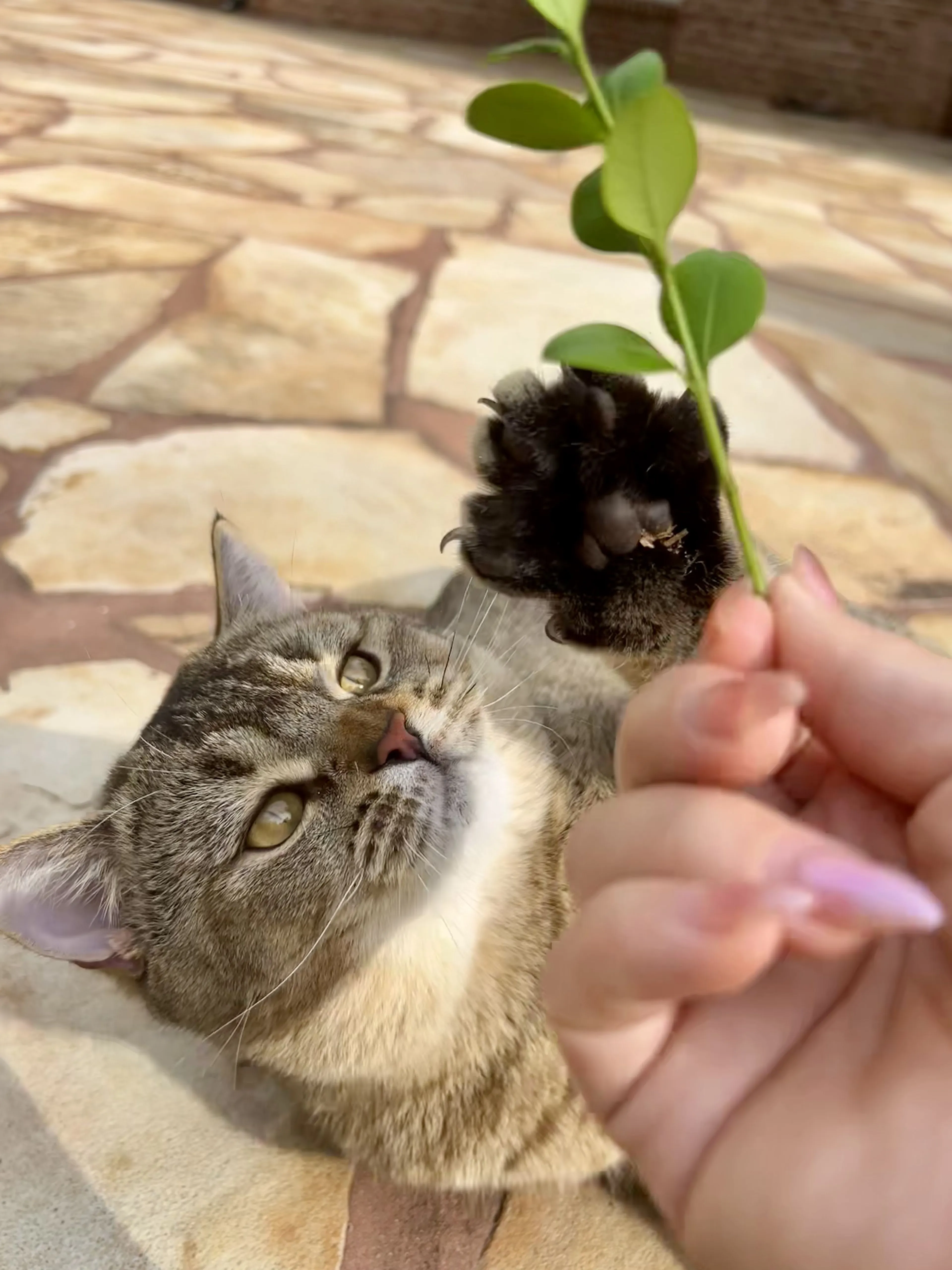 Lost pet-2
