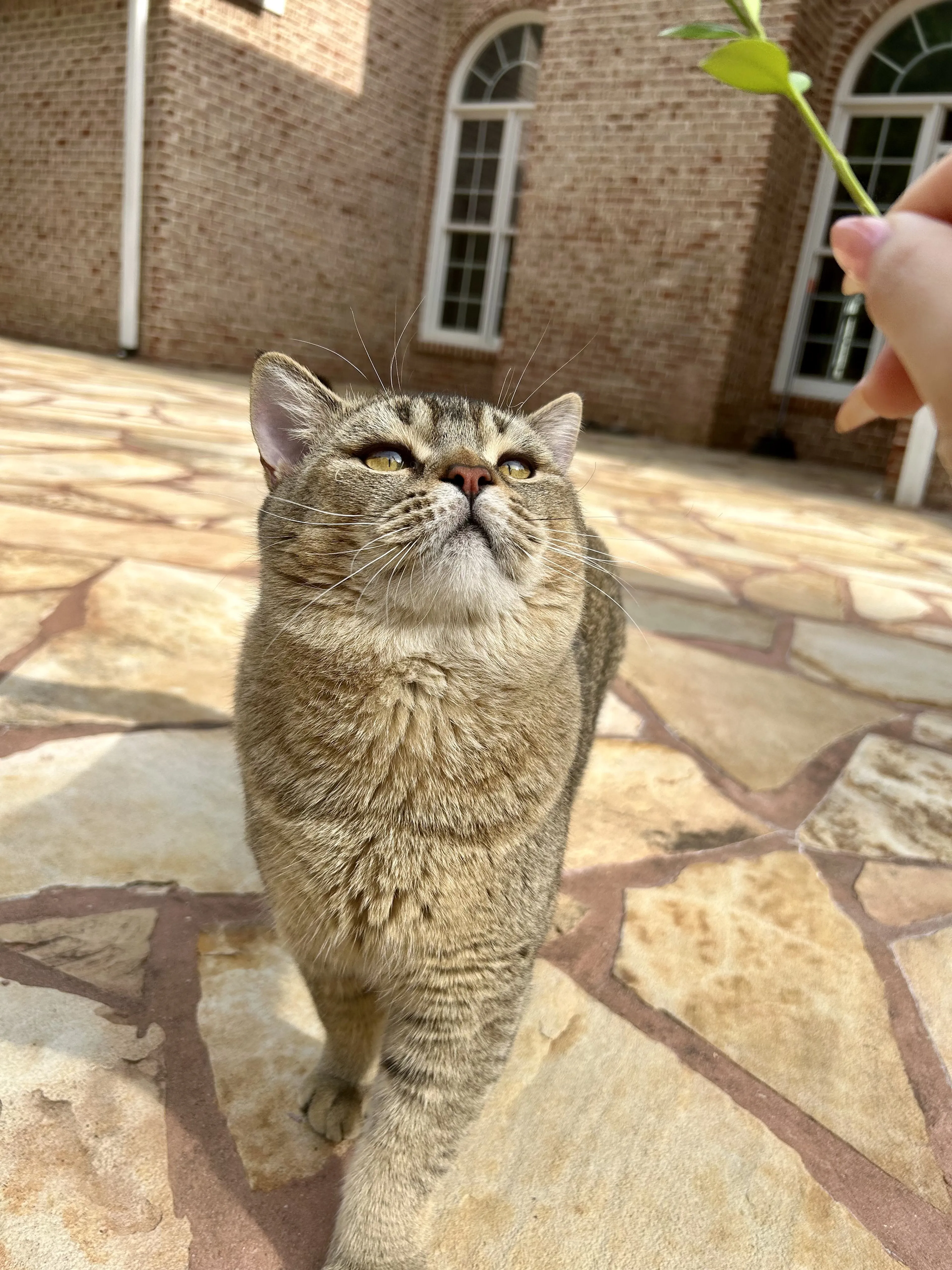 Lost pet-1