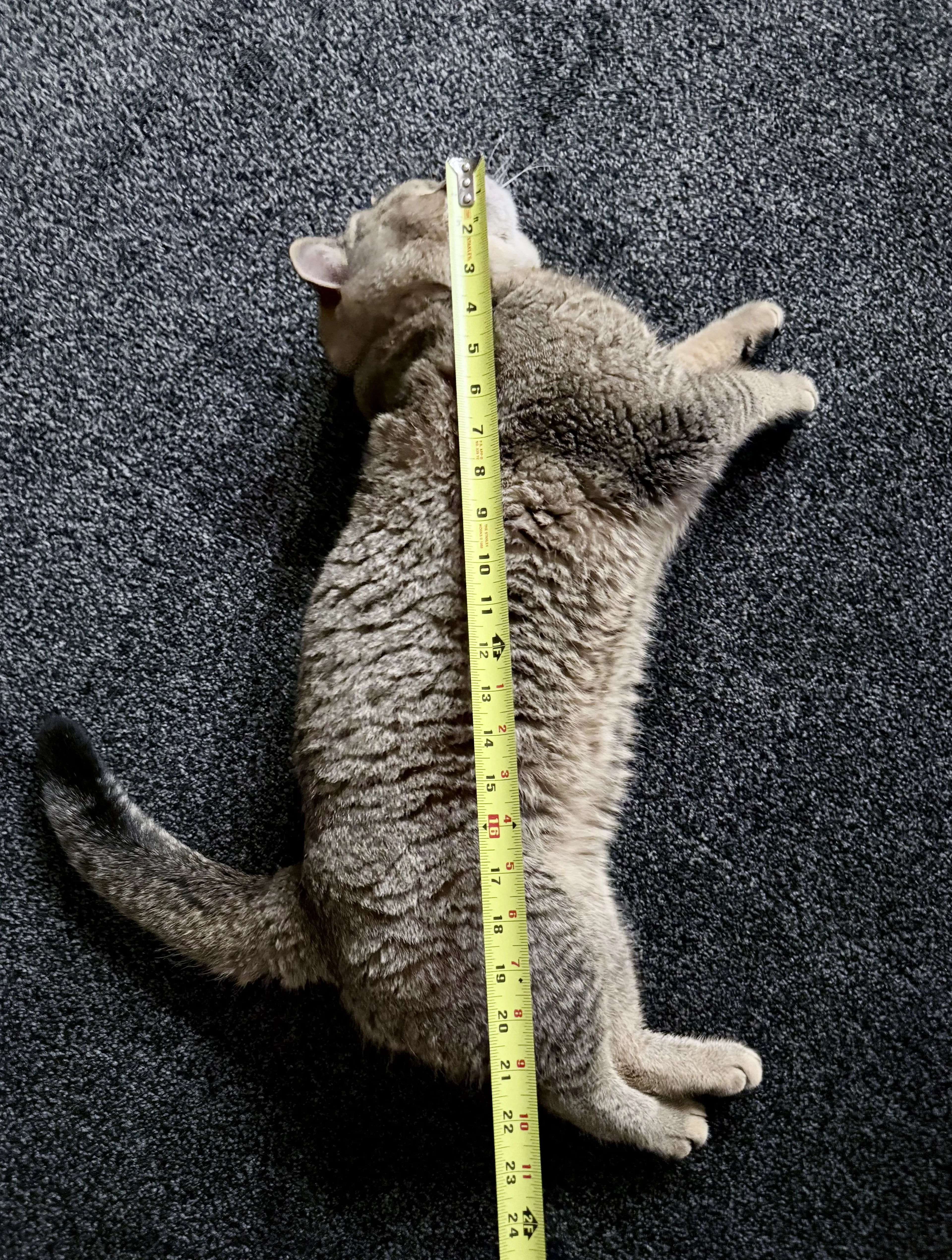 Lost pet-4